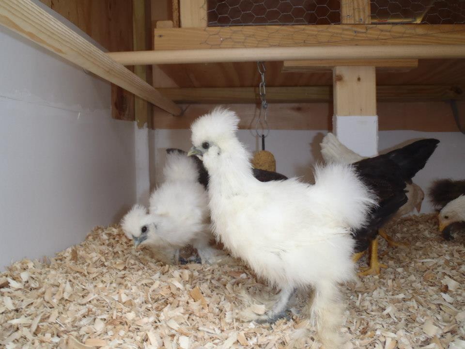 The Silkie twins almost all grown up