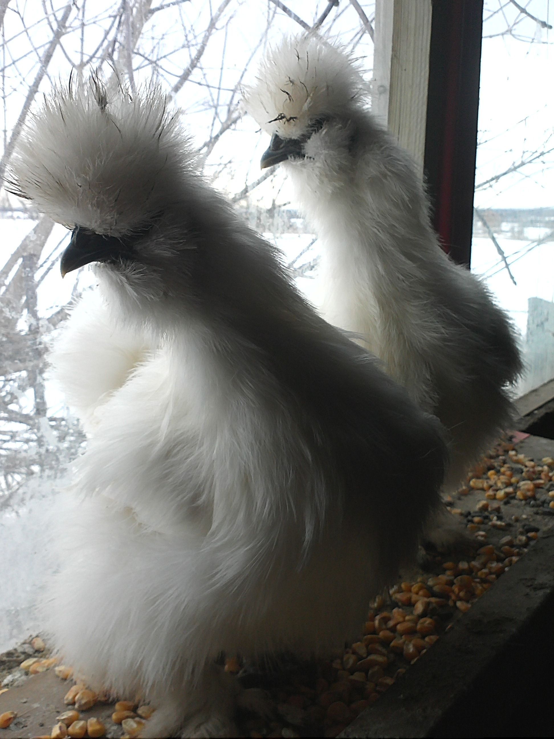 The silkies - Alice and Near are young bearded silkie mates to be. I love them - they truly are Dodos.
