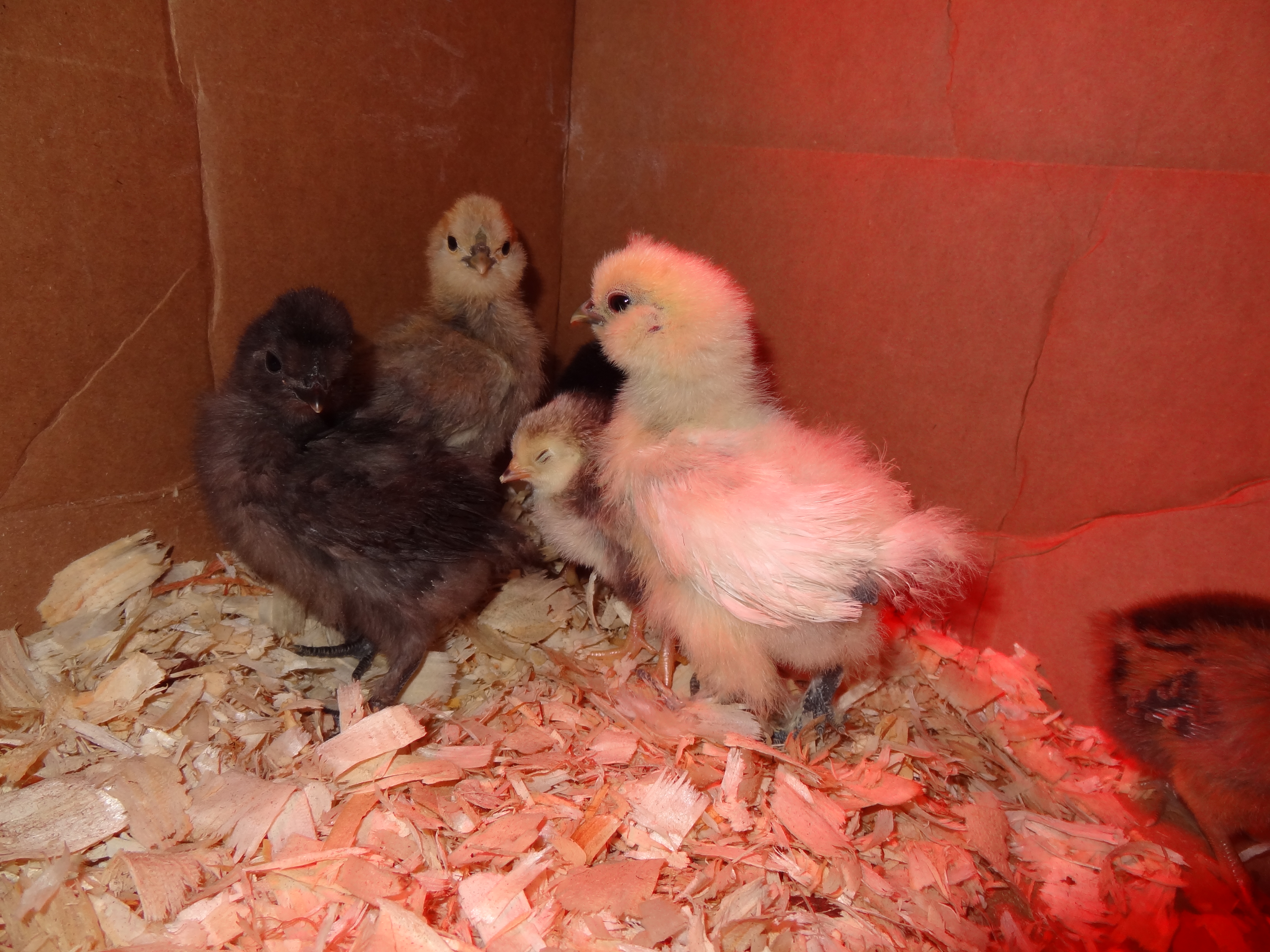 The Silkies look so much bigger than the New lil Chix......