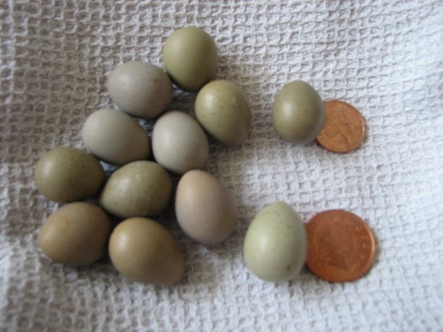 the size of the eggs