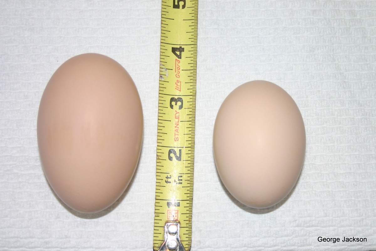 The smaller egg is a extra large one one of the girls gave us and weighs about 0.016 pounds while the larger one is the biggest they have ever made weighing in at 0.021 pounds. I figure it is a double yolk, but I haven't cracked it yet.