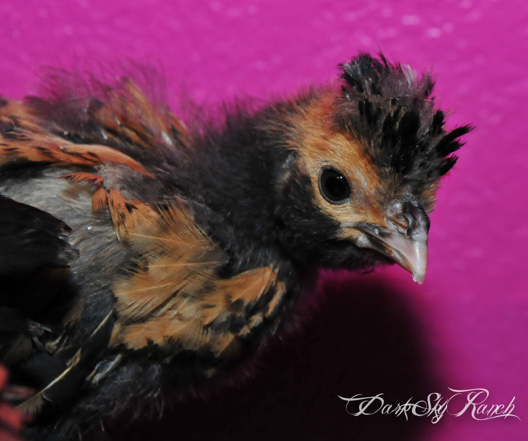 THe smallest Polish, 1 month tomorrow