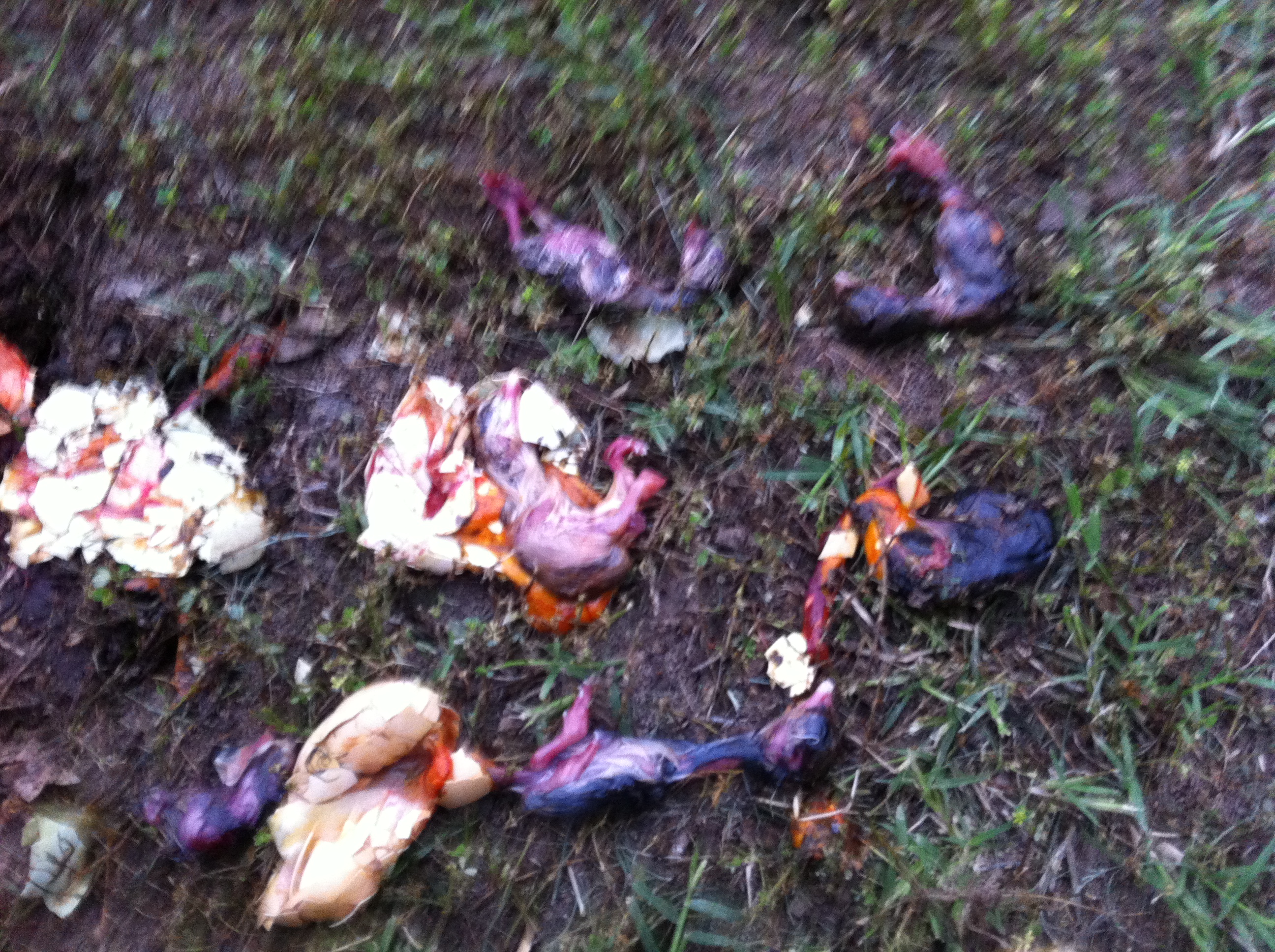 the snake ate 8 eggs that where supposed to hatch in 3 days luckily we killed him before he ate the others