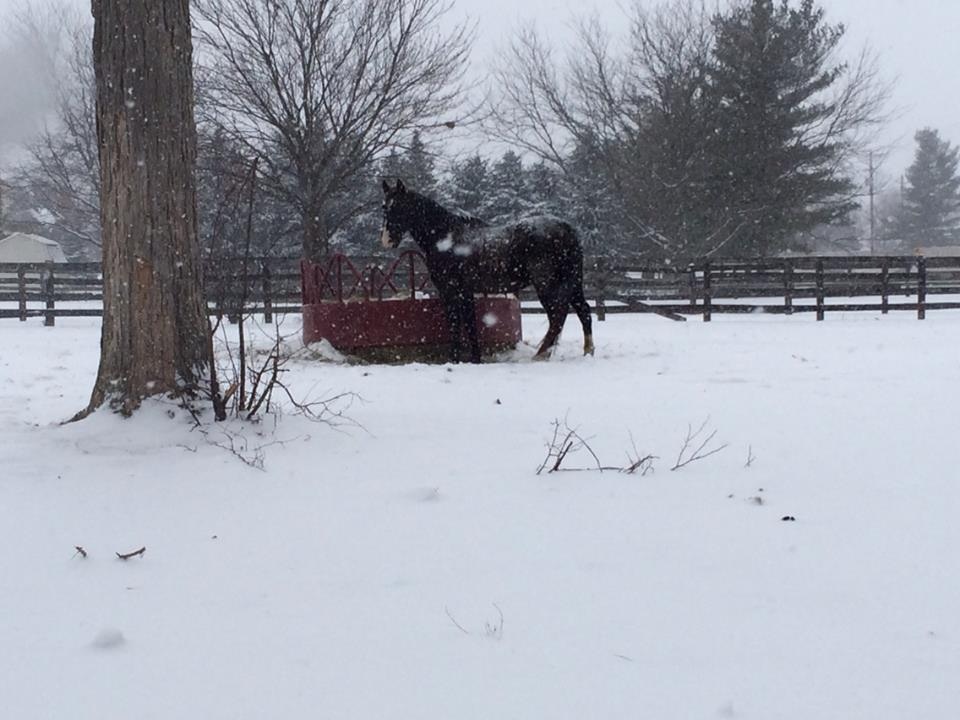 The snow makes everything look so clean, and the horses can't roll in the mud.  Looks like a dreamland!