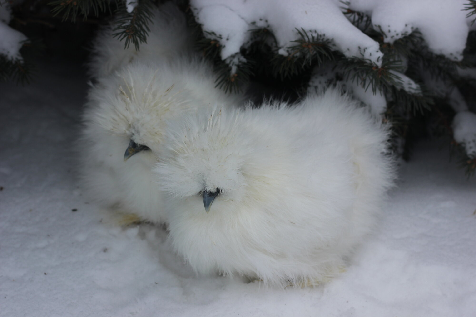 The snuggle Silkies