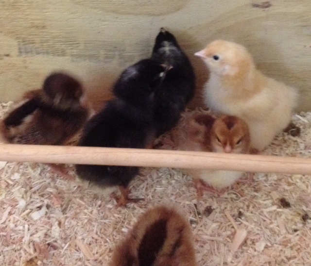 The Speckled Sussex chicks, both Plymouth Rocks (one has a cross on her head), and one of the Buff Orpingtons