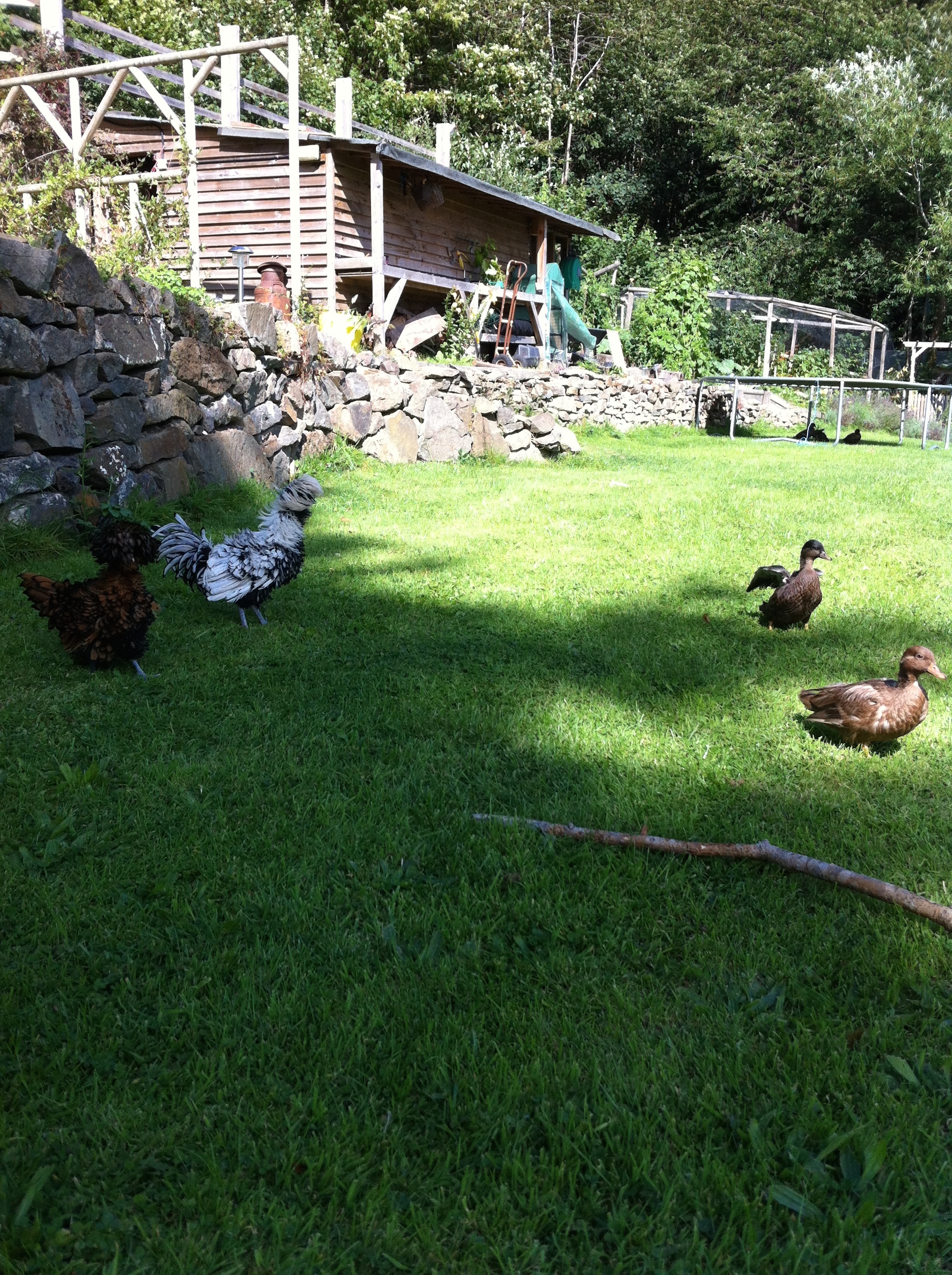The squad polish chickens and call ducks best mix