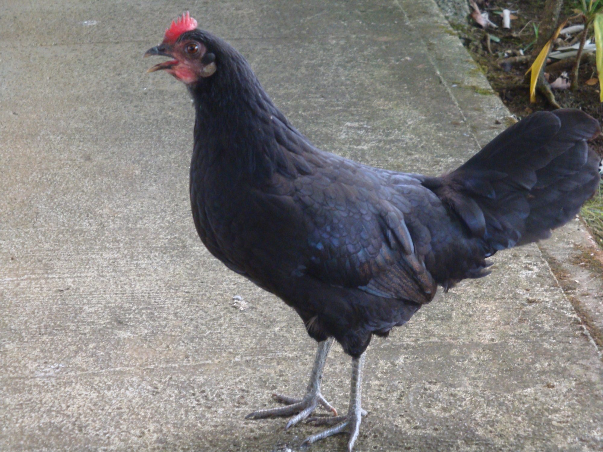 the squawker