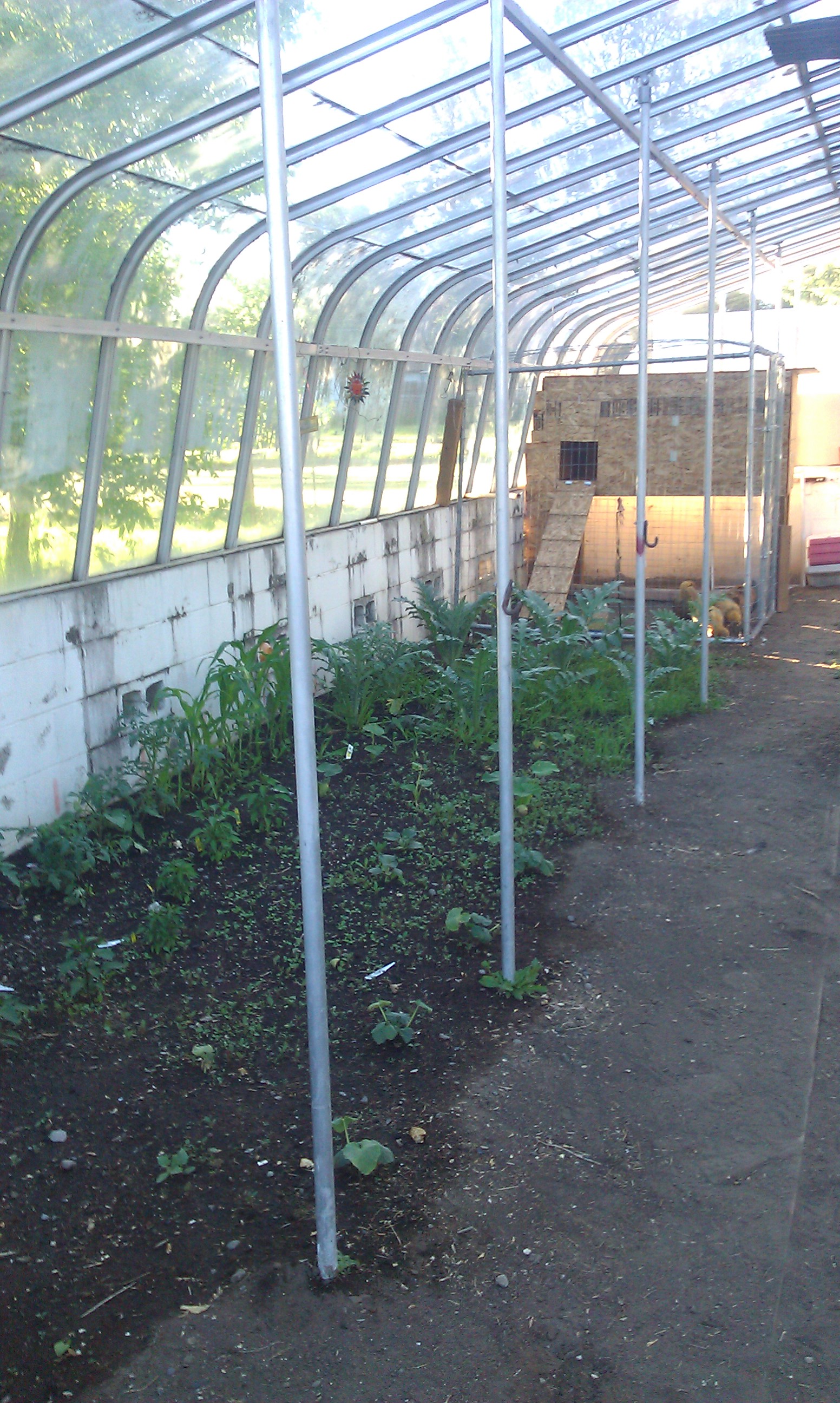 The start to my coop within my greenhouse. It doesn't get too hot but will provide coverage from the  snow here in Oregon.