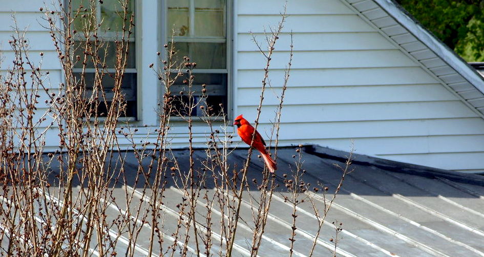 The state bird drops by every now and then to check up on us.