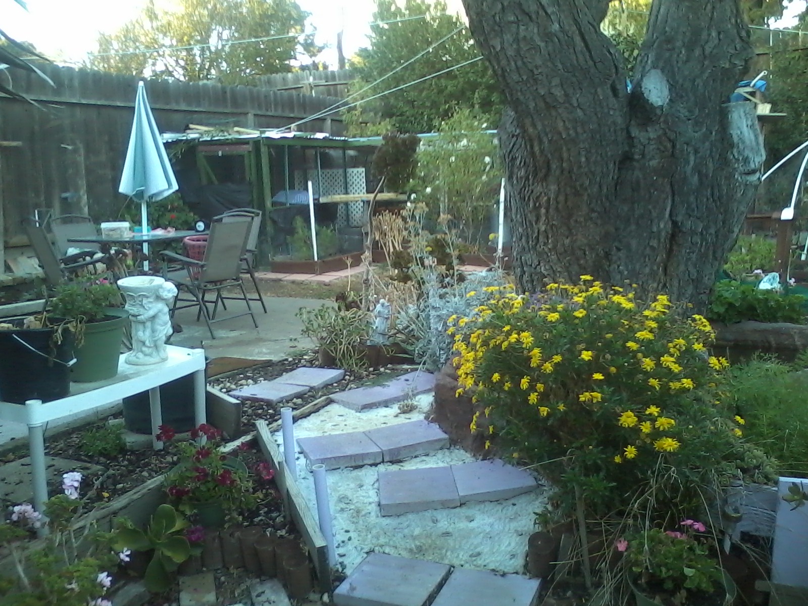 The steps up to the lawn and the north end of the garden. The upper patio has a shade umbrella an chairs where we sit and view the chickens. Laundry lines also dot the scenery. The wash house room is far left of the patio. Those who hang the laundry are serenaded by Big Boy the rooster who relishes all forms of audience. He has a huge ego and thinks everyone wants to hear him crow and at all hours of the day.
