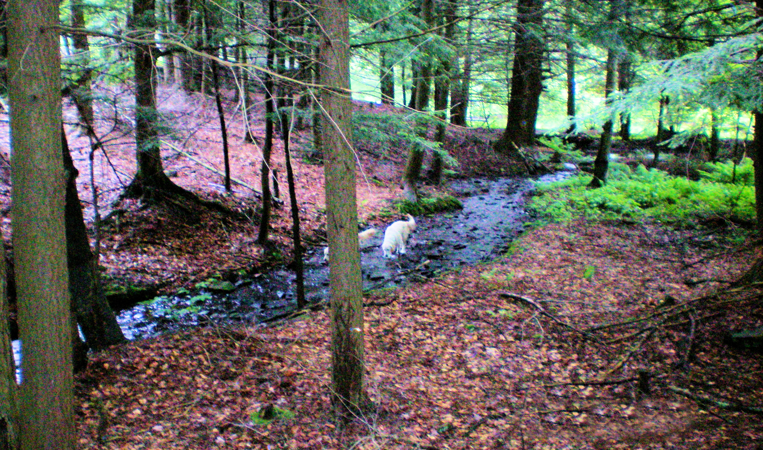 The stream.