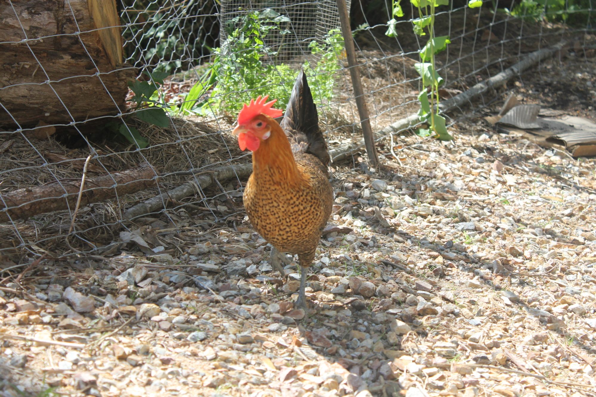 The Strut!