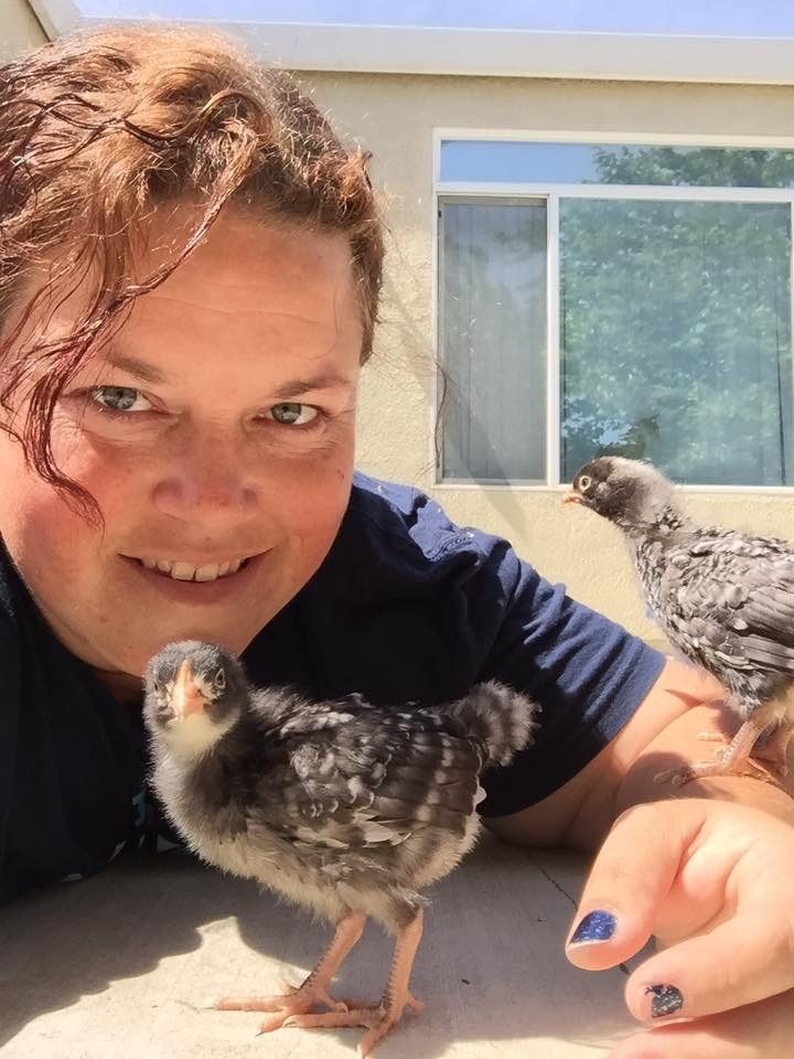 The super friendly Barred Rocks...not sure which exact breed of this color either...