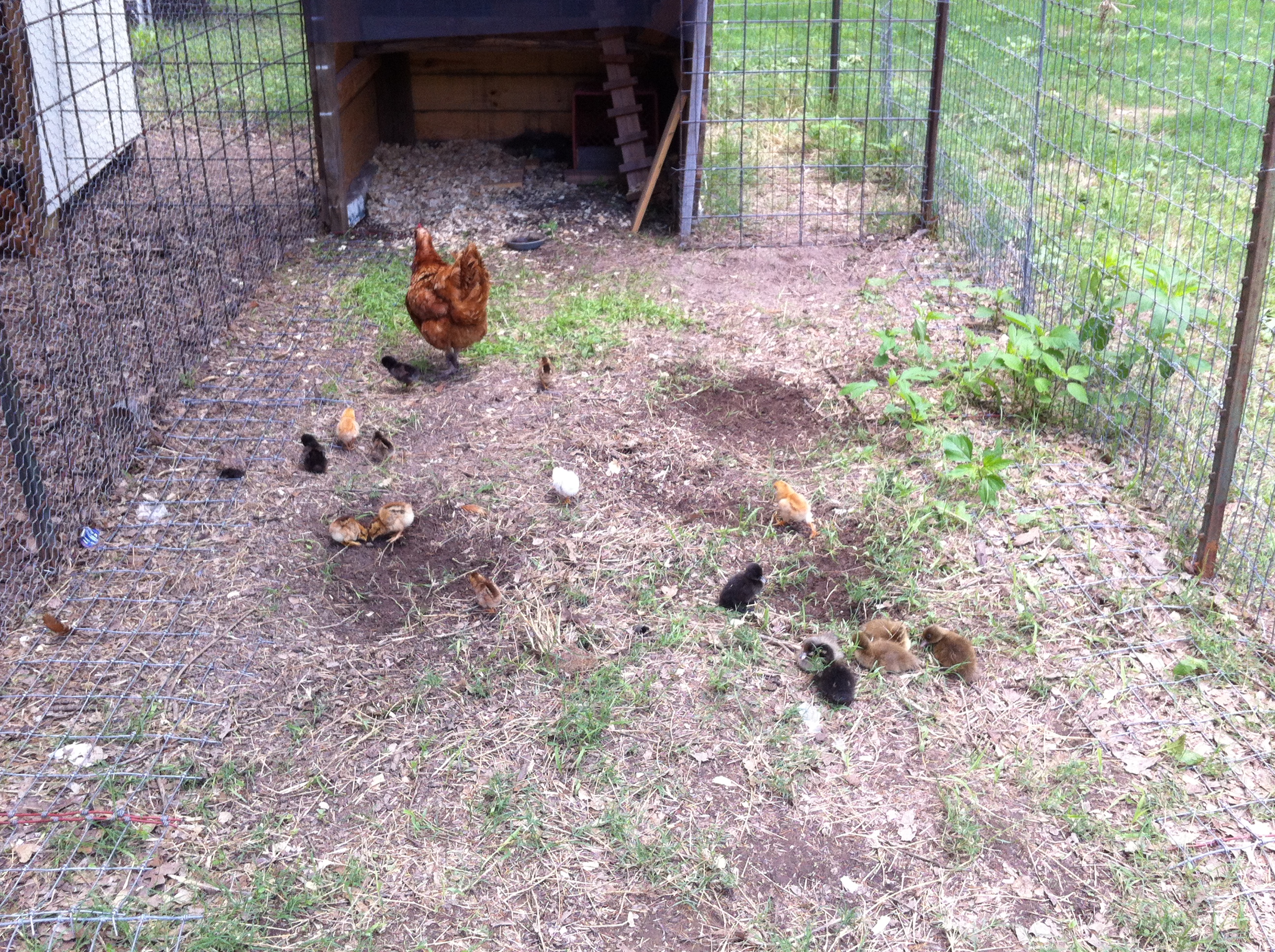 the surviving chicks of the snake plus 7 ducks