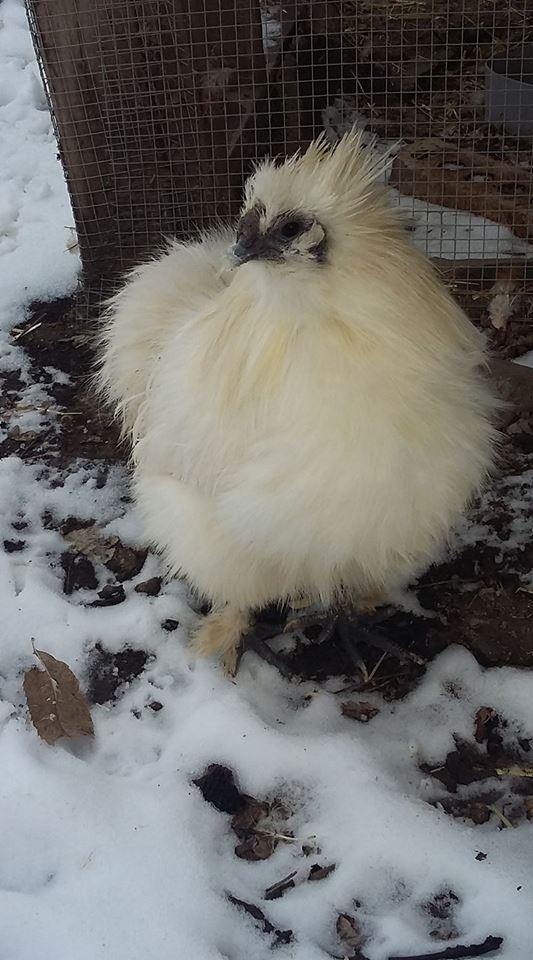 The sweetest oldest chicken ever! Our silkie named 'Q'.