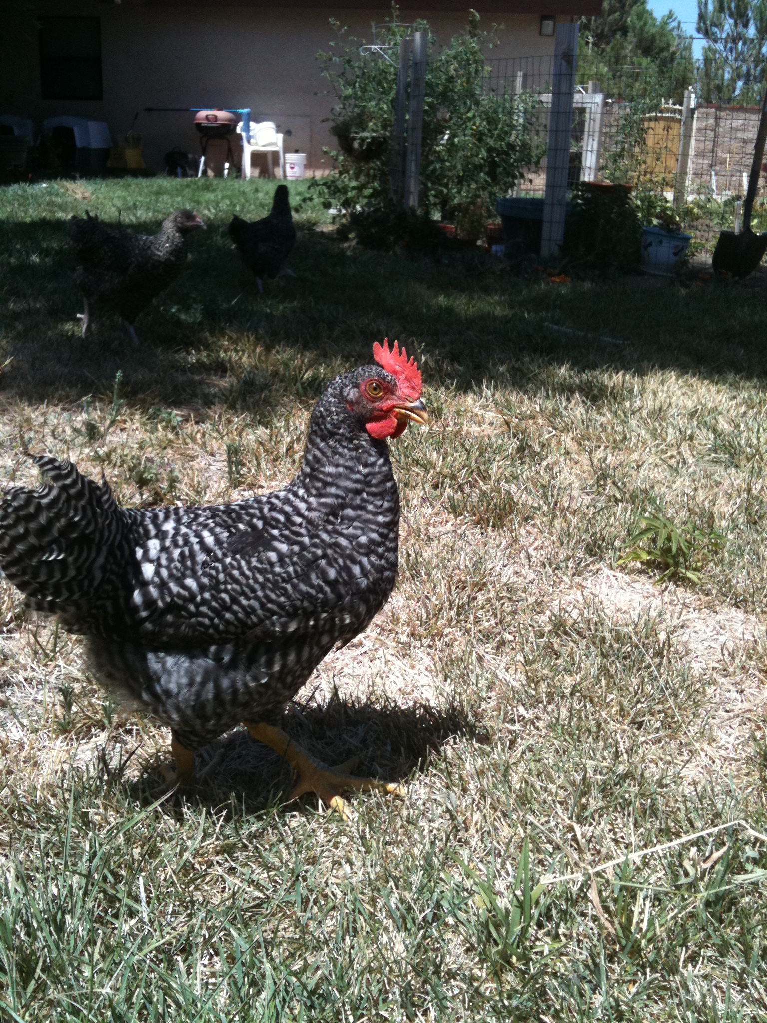 The tail feathers are getting longer.