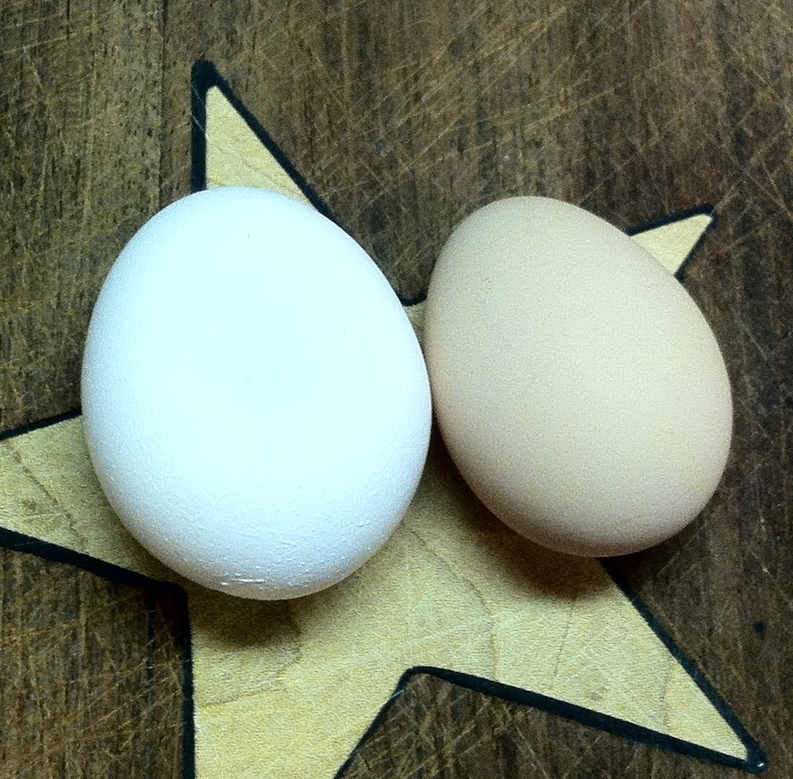 The tan egg is from one of my girls the white is store bought. This is the very first egg from my little flock. On Veterans Day