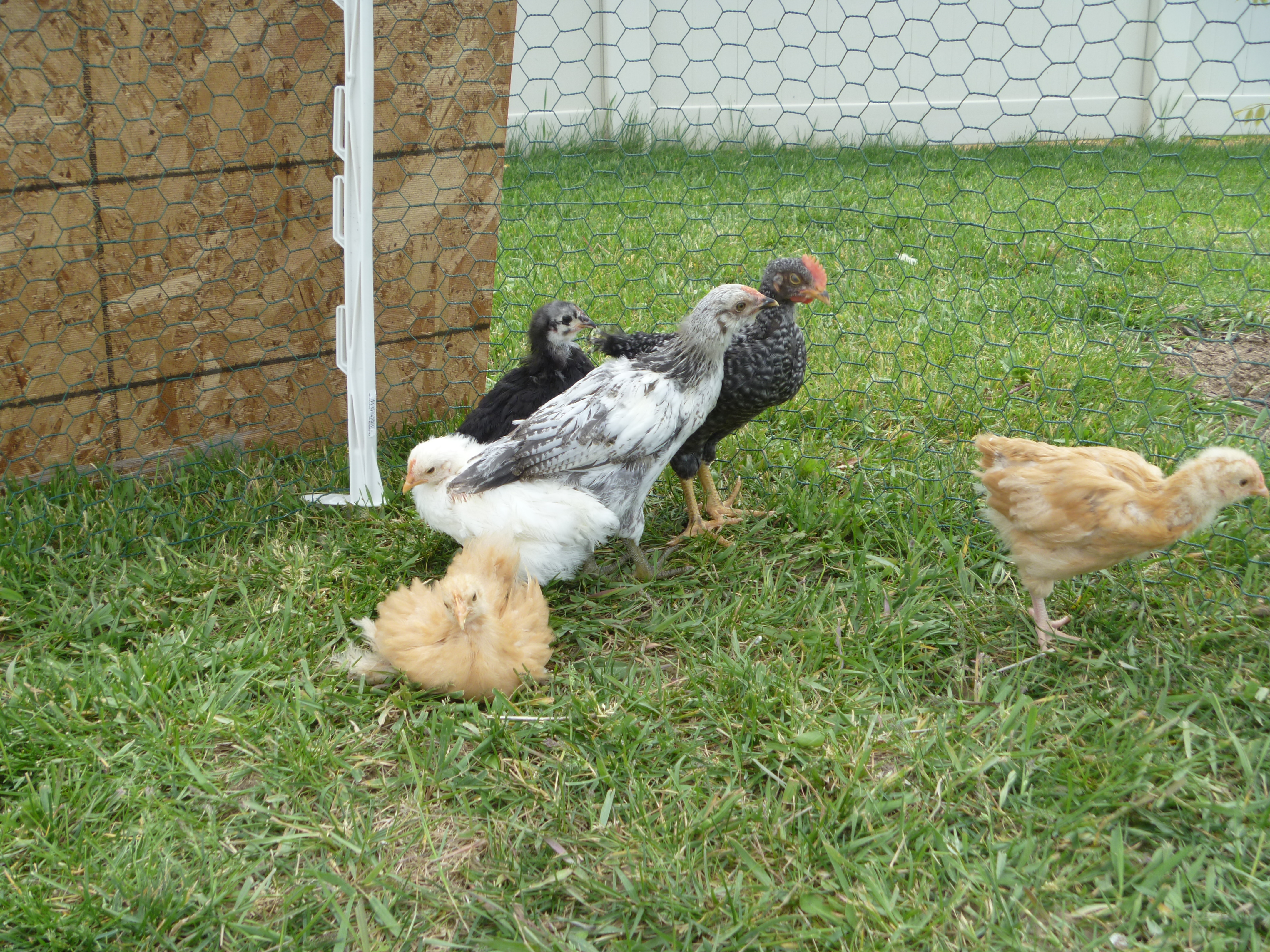 The teenagers, now in the grow-out pen, this pic is about a month old at this point...L-R: buff bantam, white bantam, ?australorp, EE roo, BR roo, BO (pretty sure)