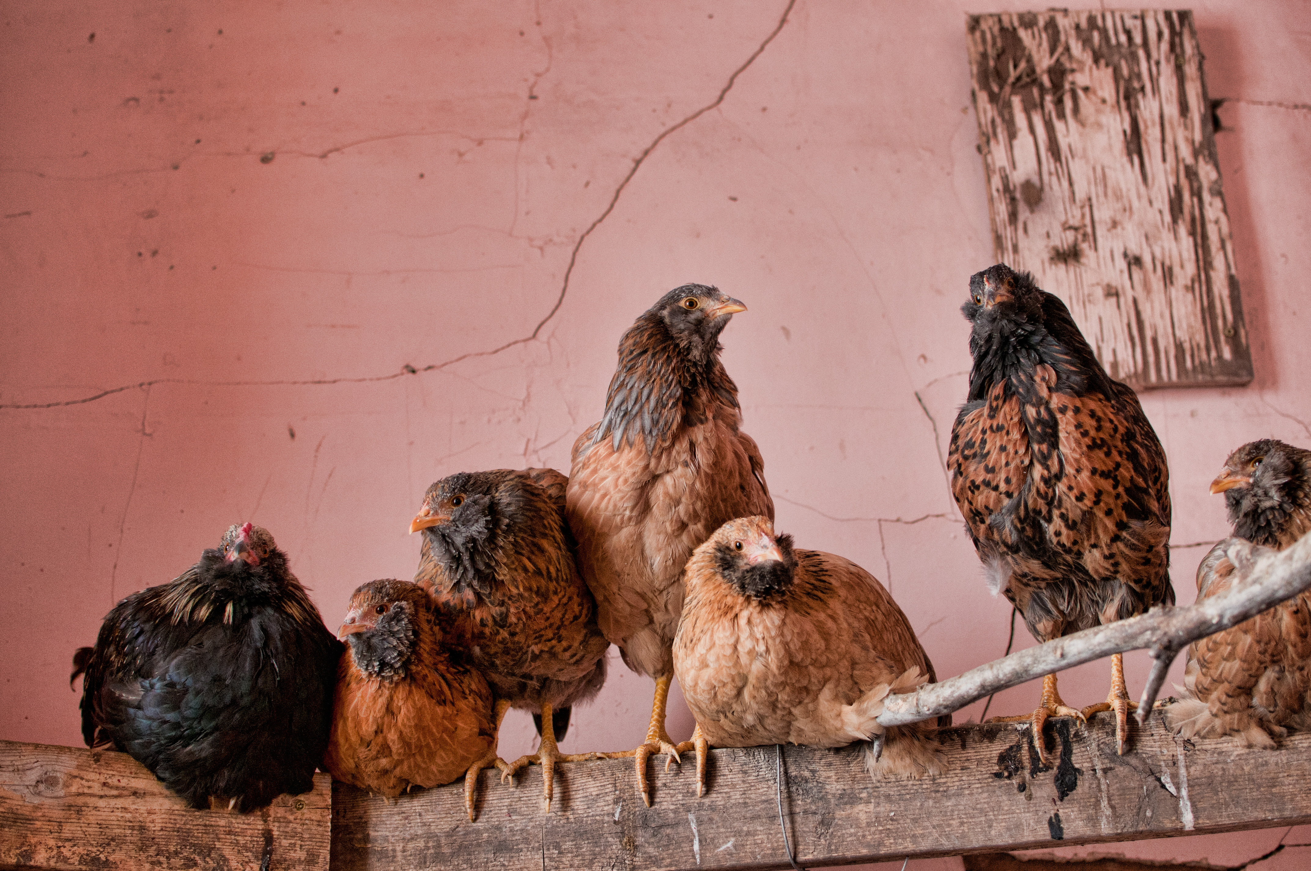 The "teenagers"...too cool for free ranging I guess, the human equivalent to smoking in the bathroom...???