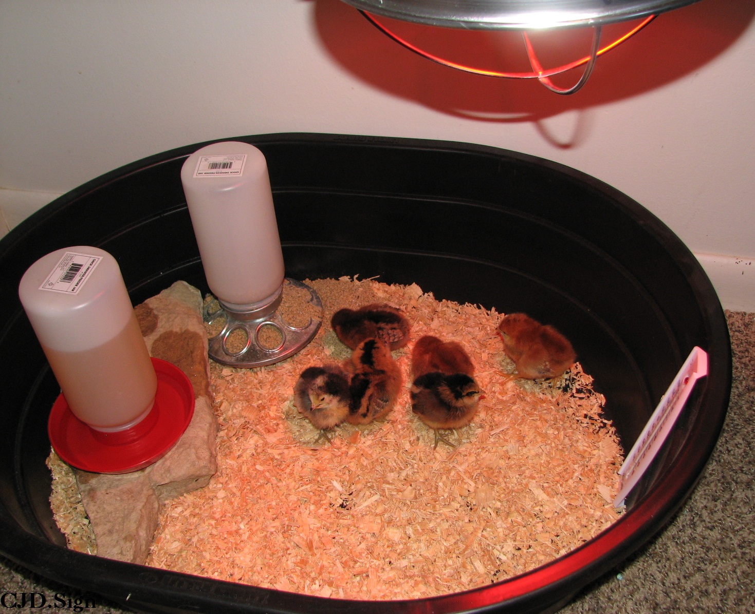 The temp brooder box.