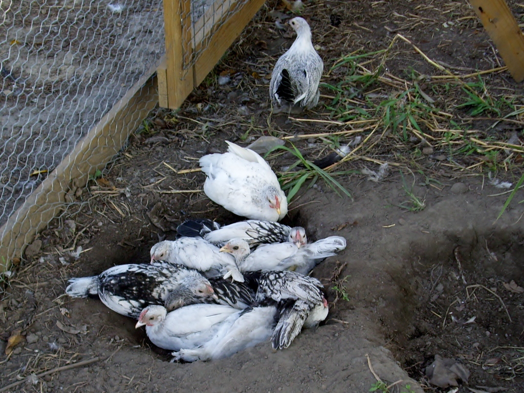 The ten dust bathing