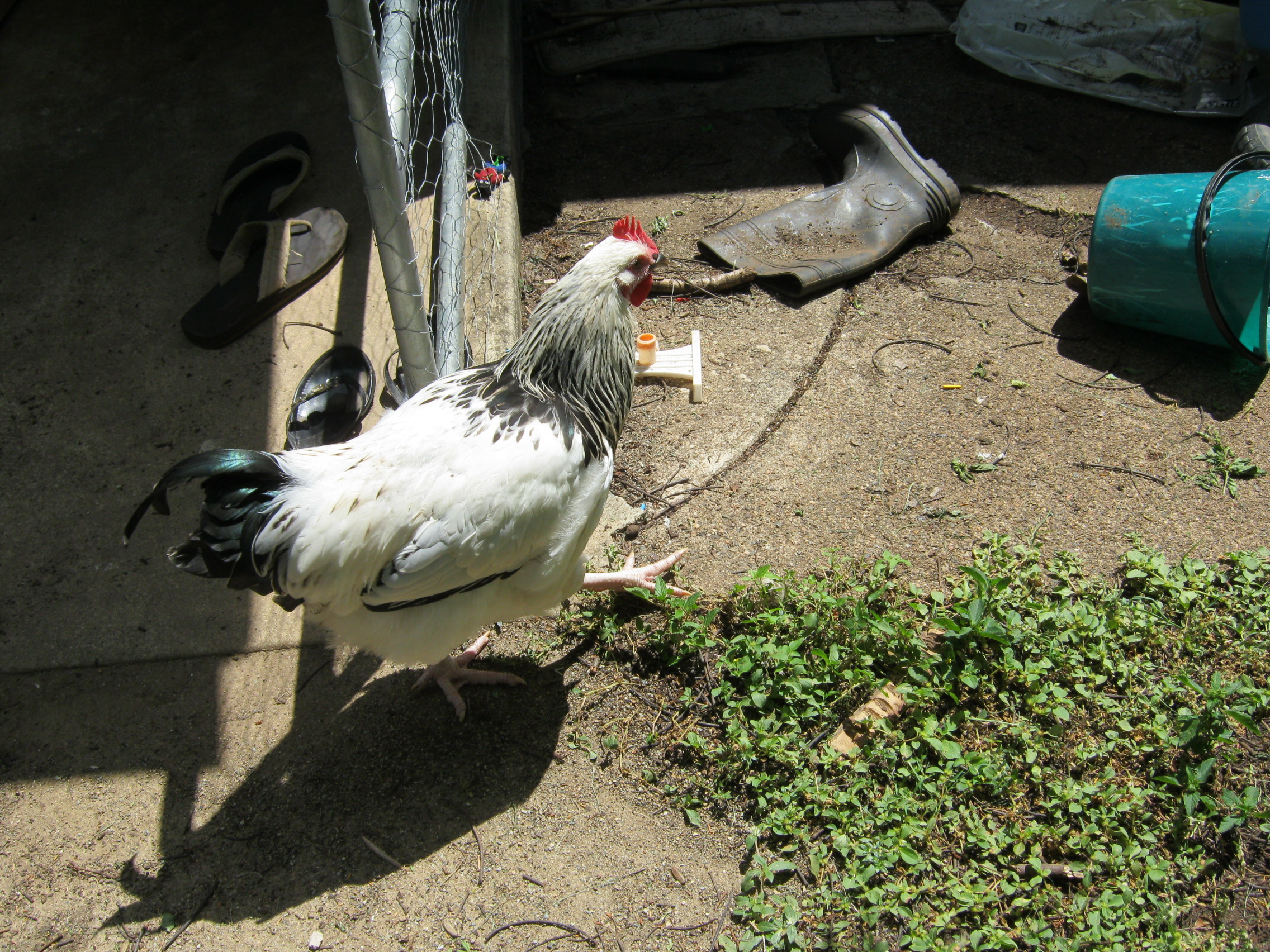 The third rooster from the original babies.  Two were buff sussex roosters, the lady who sold us the eggs said this one is a 'light sussex'