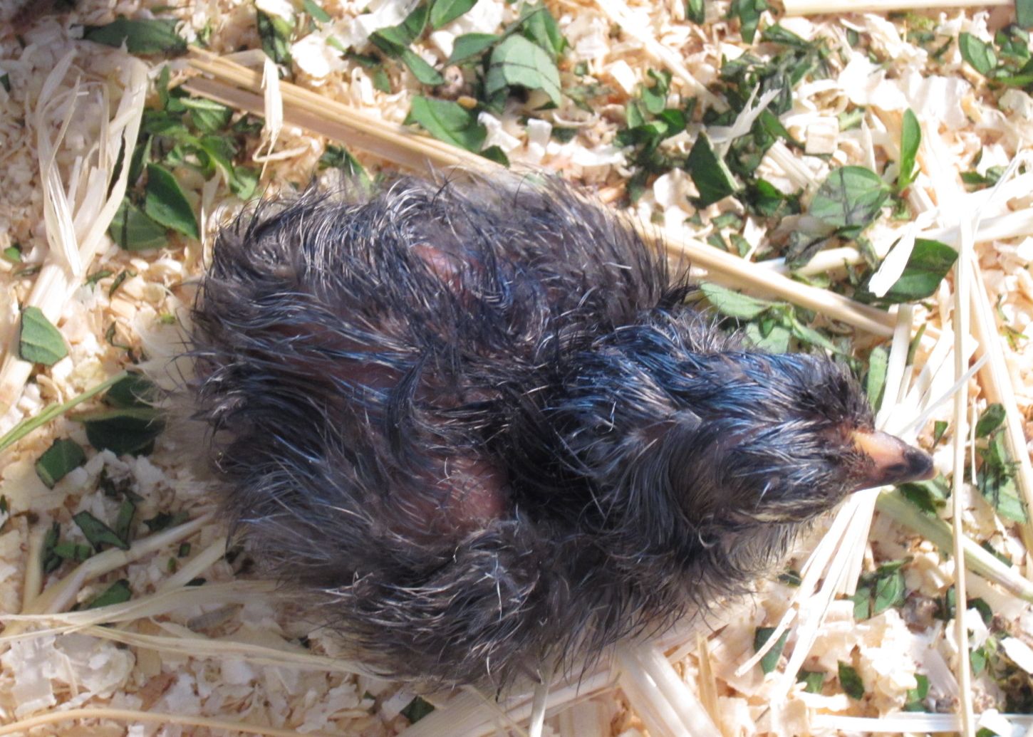 the third to be hatched...needs a fluff job