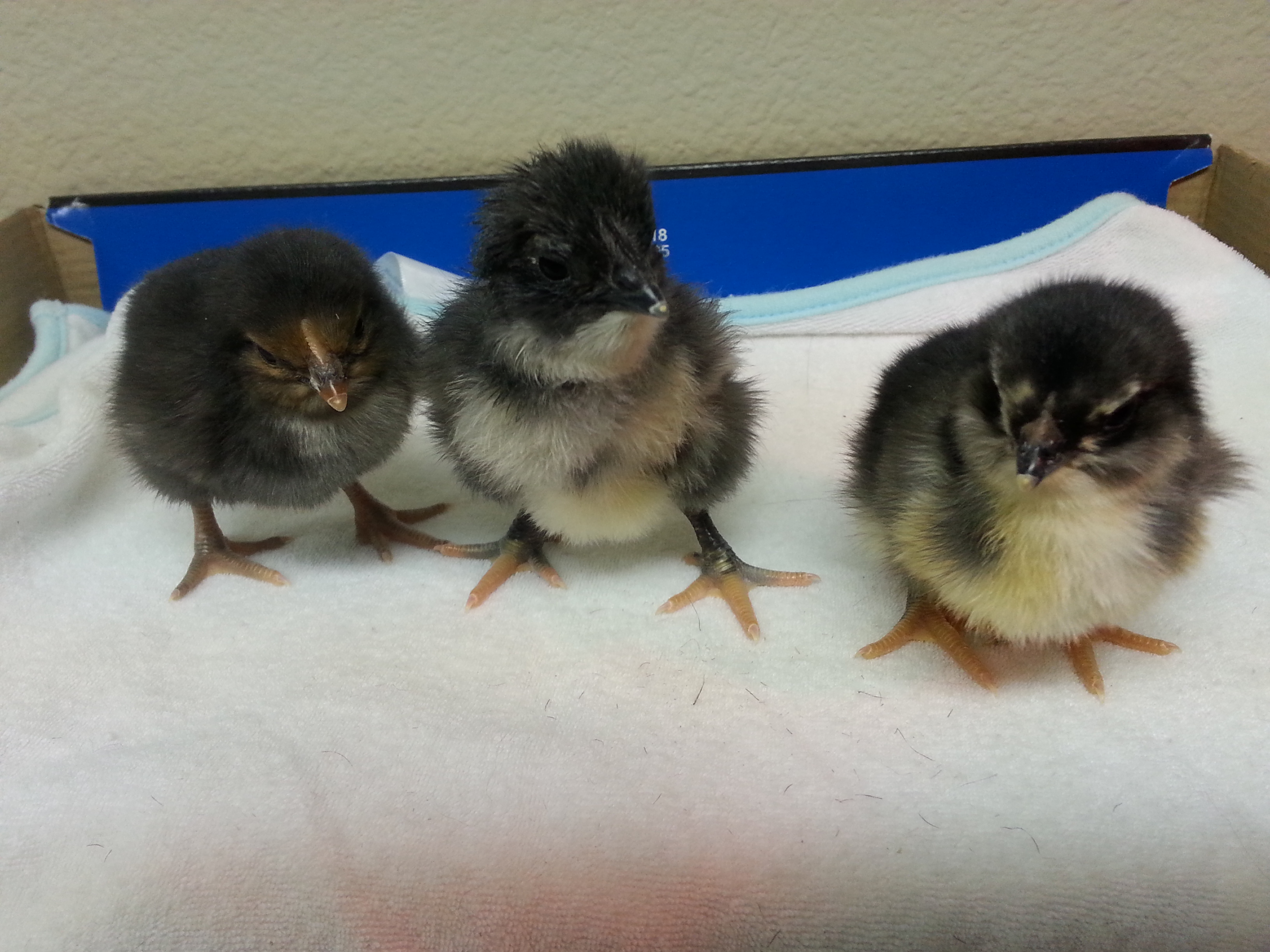 The three 30 day amigos :-)