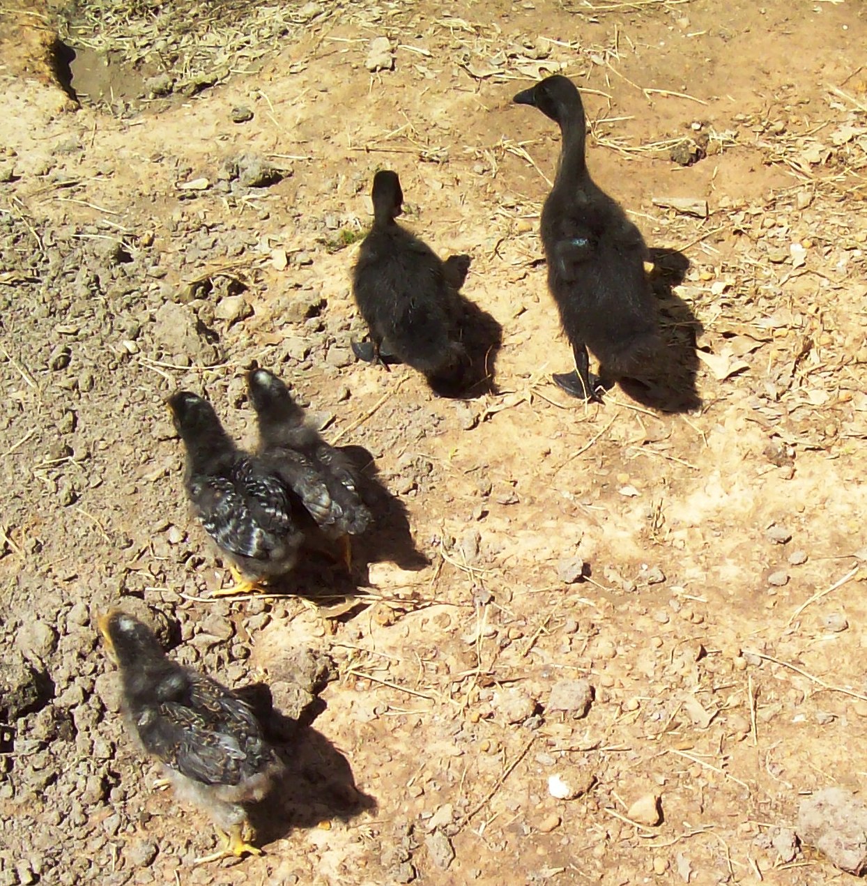 The three amigos and the ducks as babies.