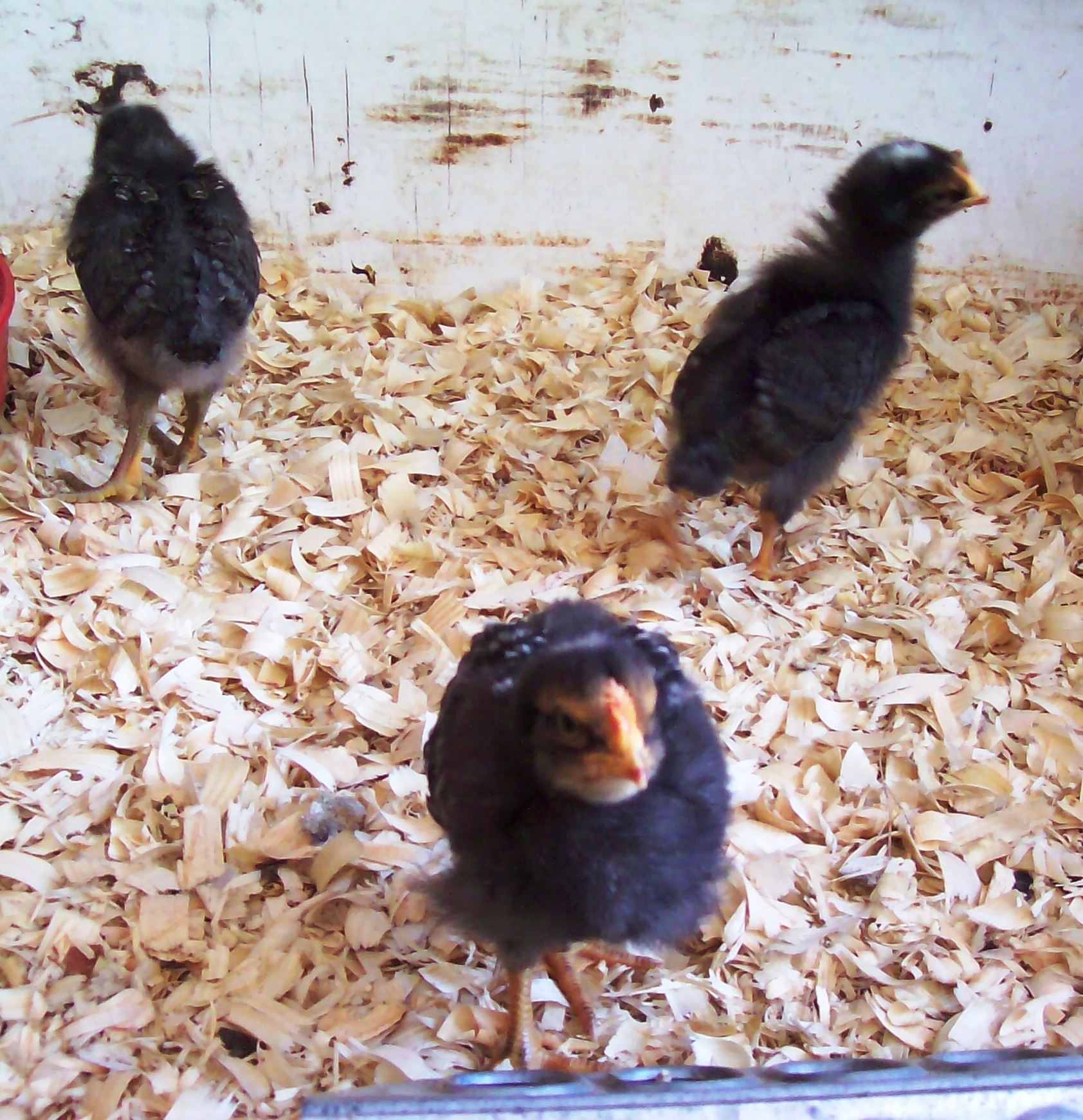 The three amigos before they got their feathers.