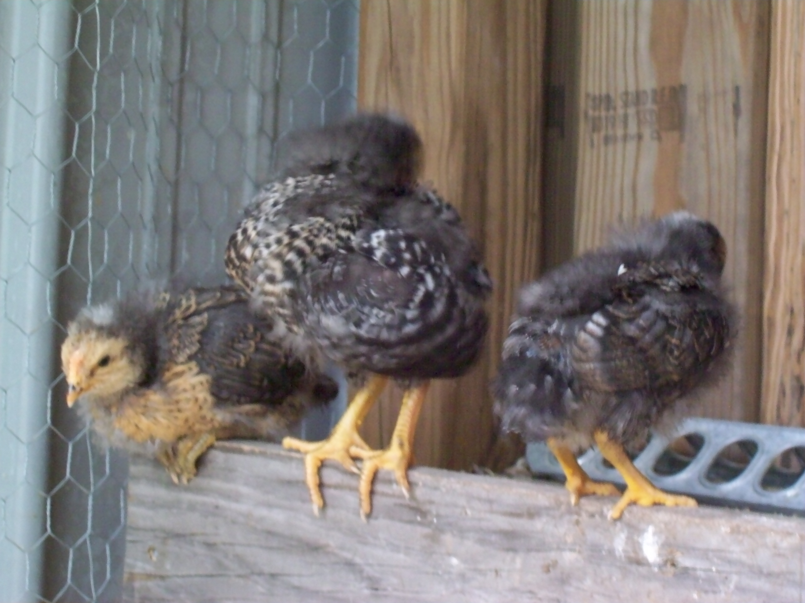The three amigos with most of their feathers.