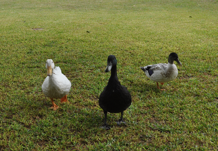 The Three Amigos