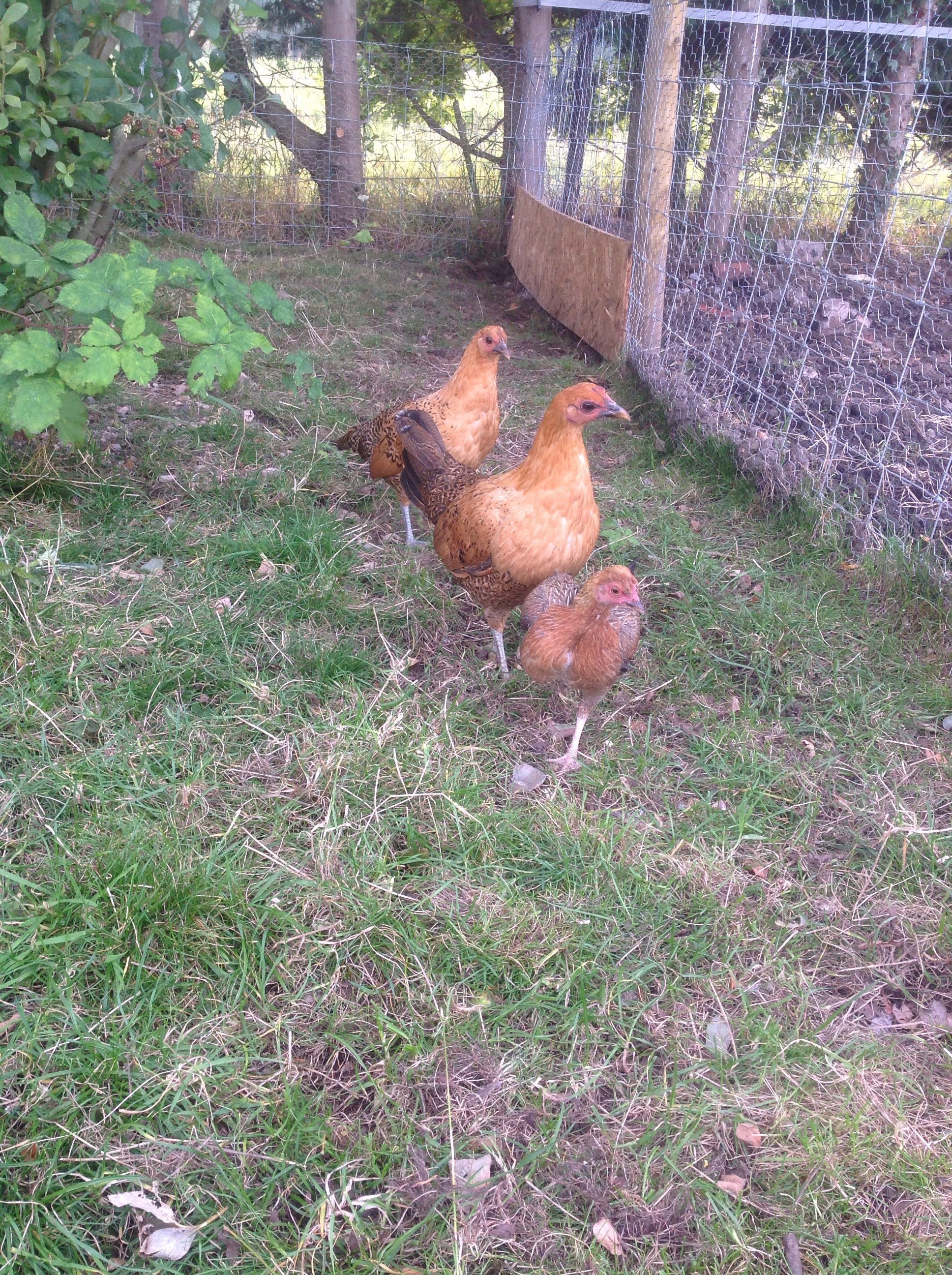 The three girlys