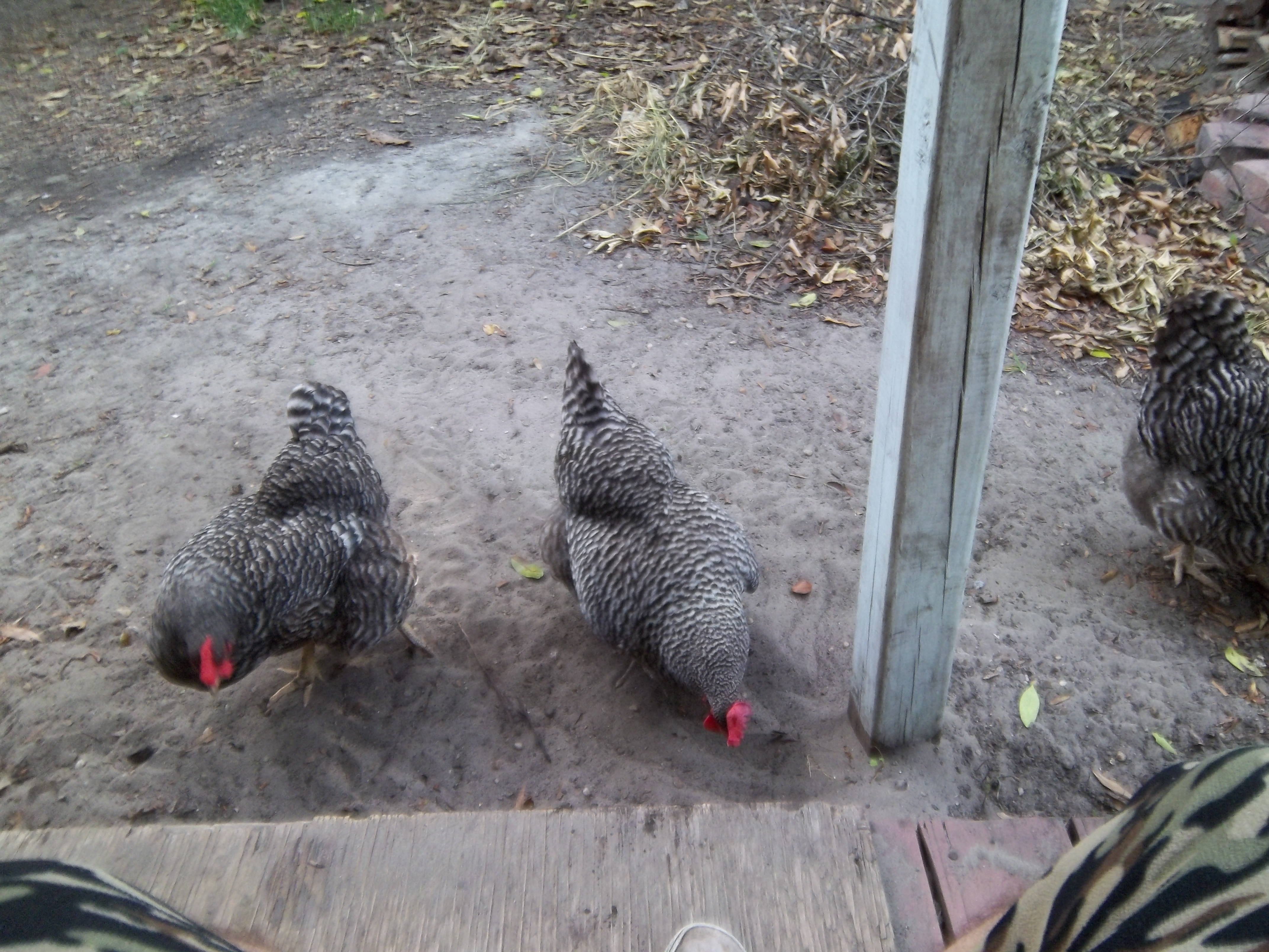 The three ladies wandering around the grassless yard