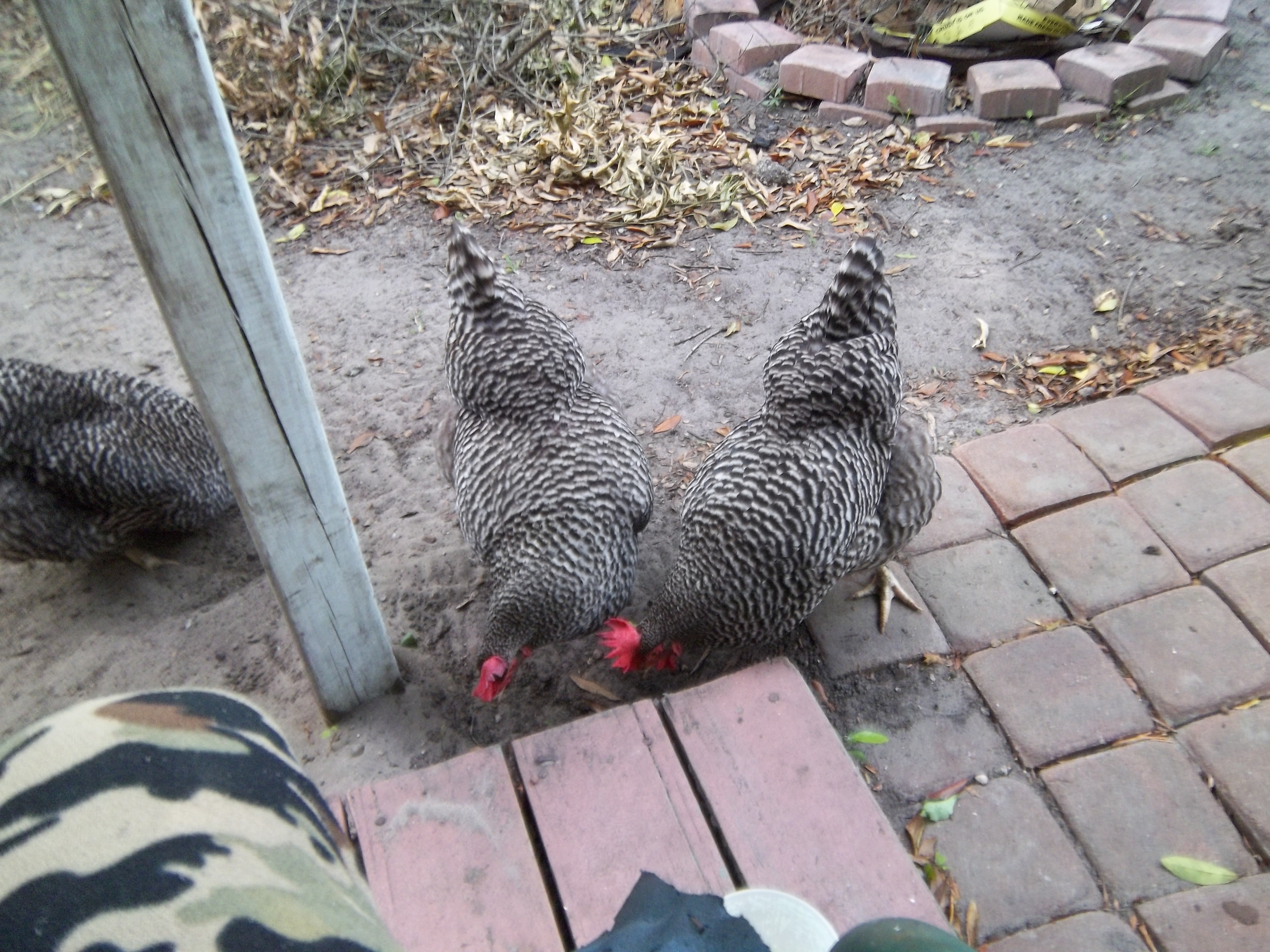 The three ladies wandering around the grassless yard
