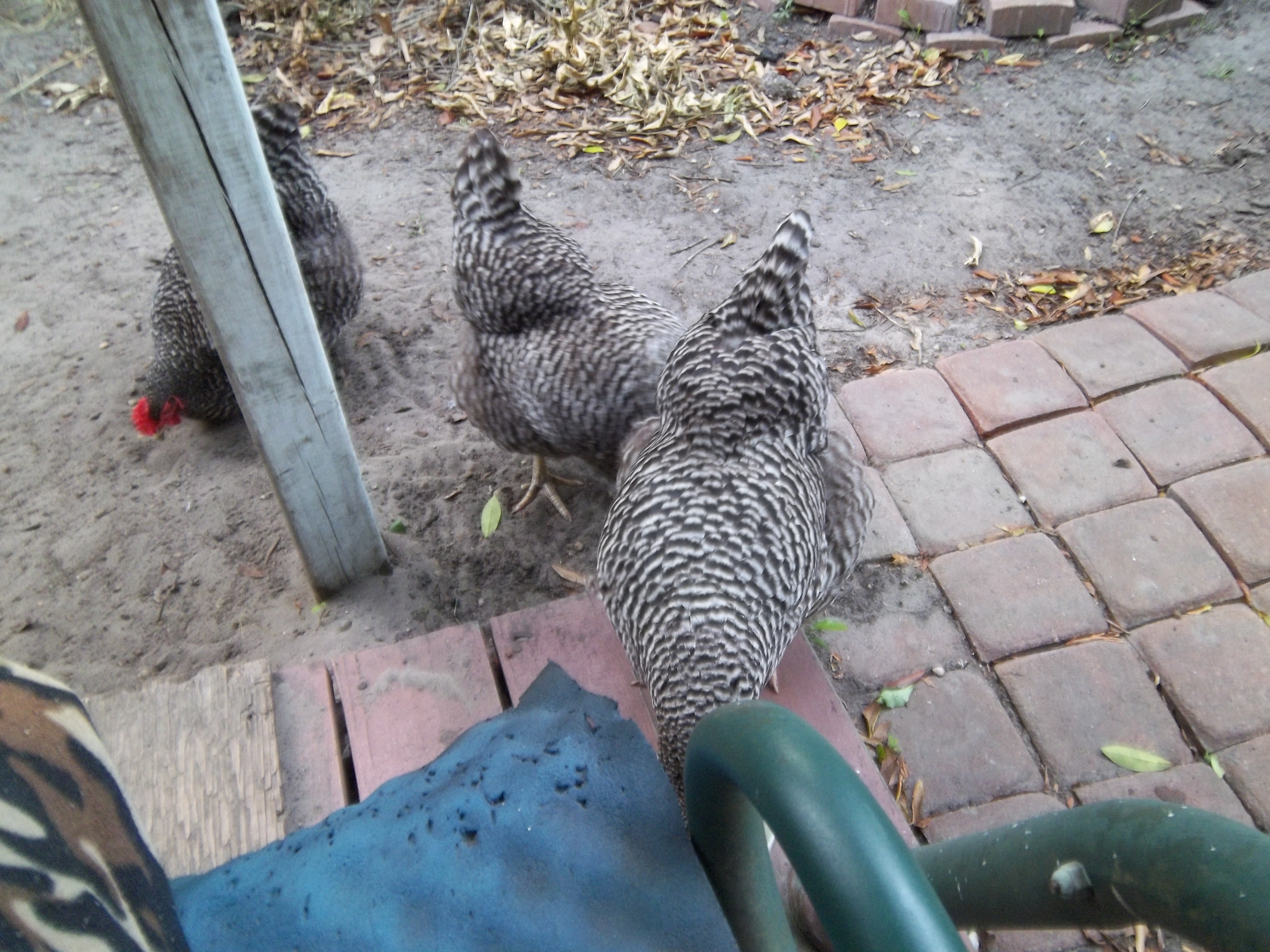 The three ladies wandering around the grassless yard