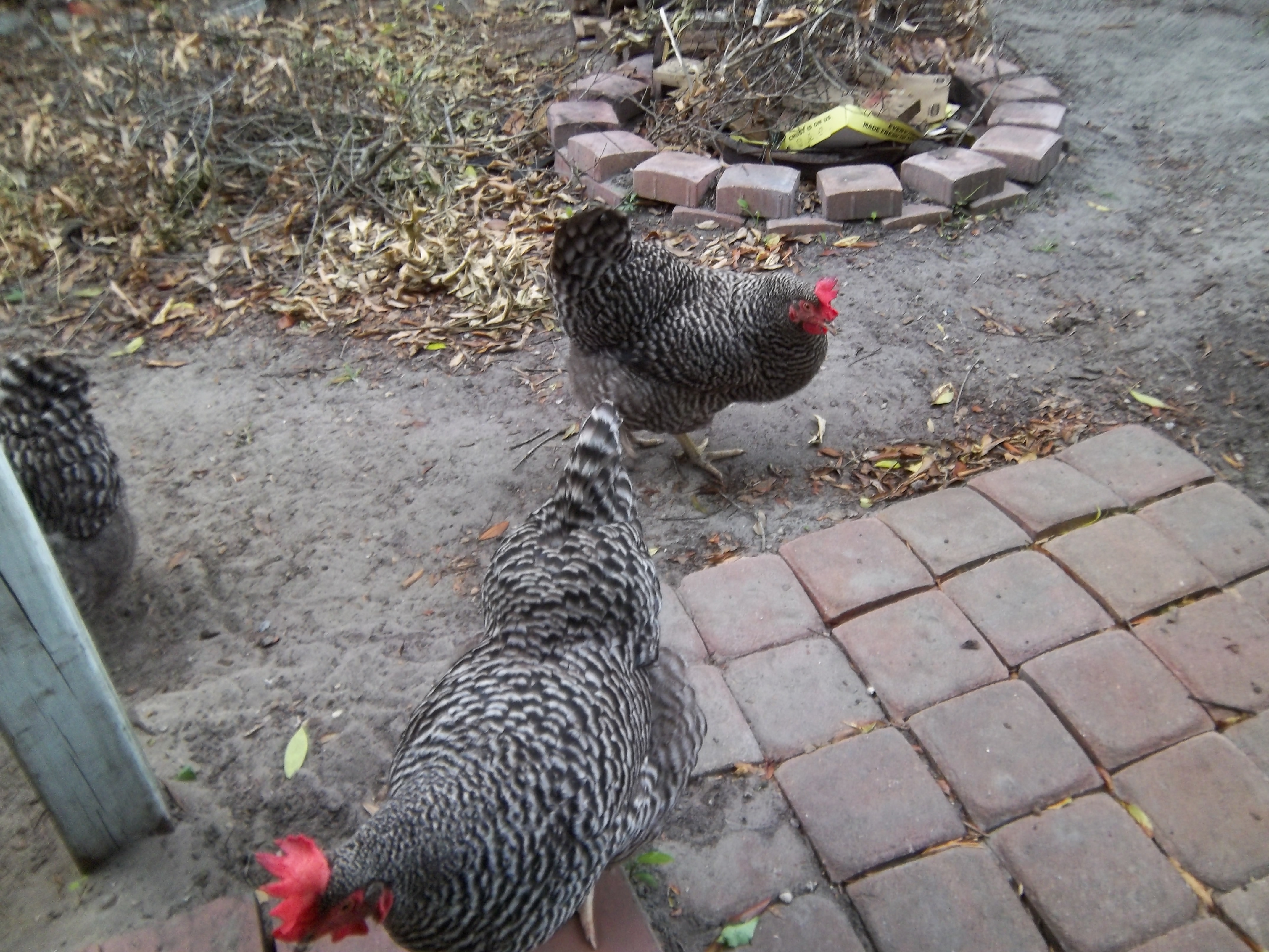 The three ladies wandering around the grassless yard