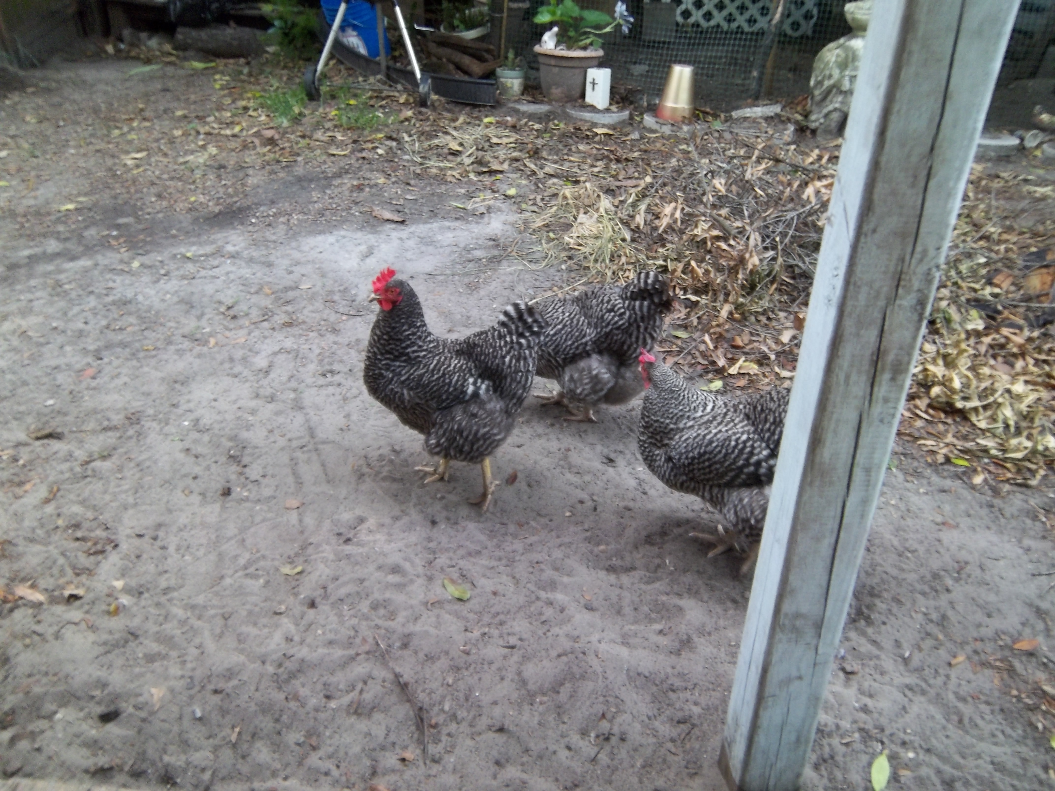 The three ladies wandering around the grassless yard