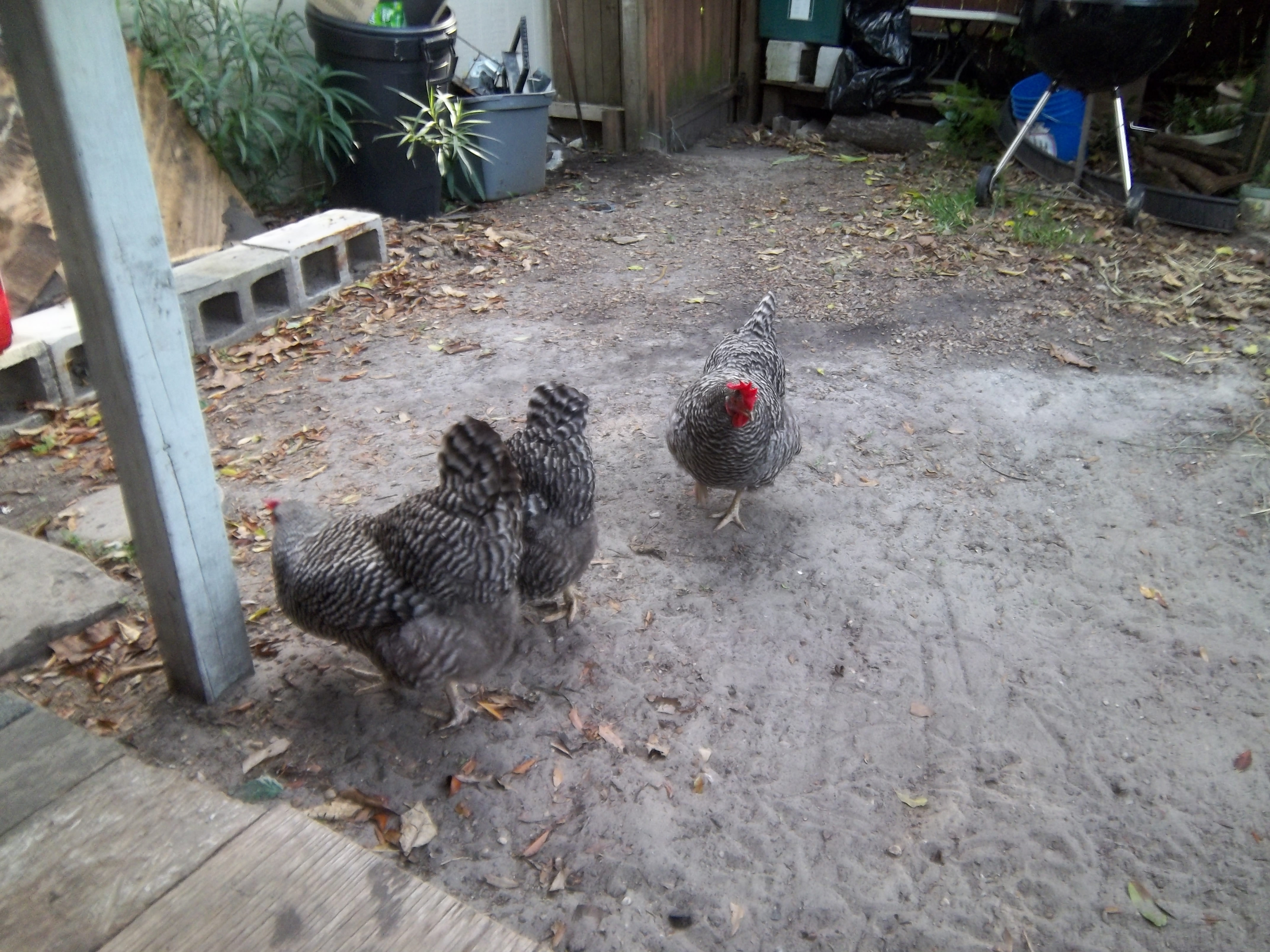 The three ladies wandering around the grassless yard