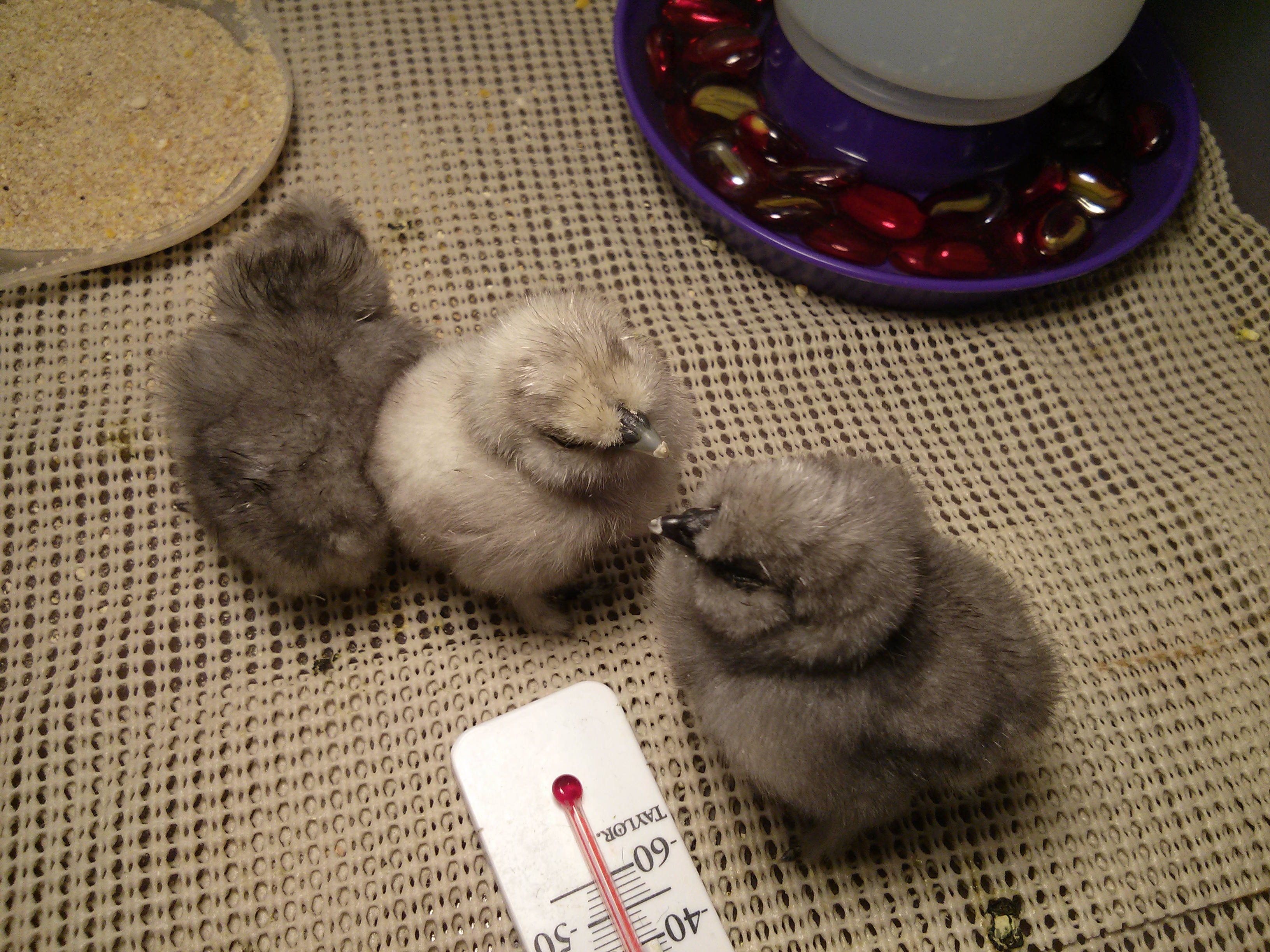 The Three Musketeers