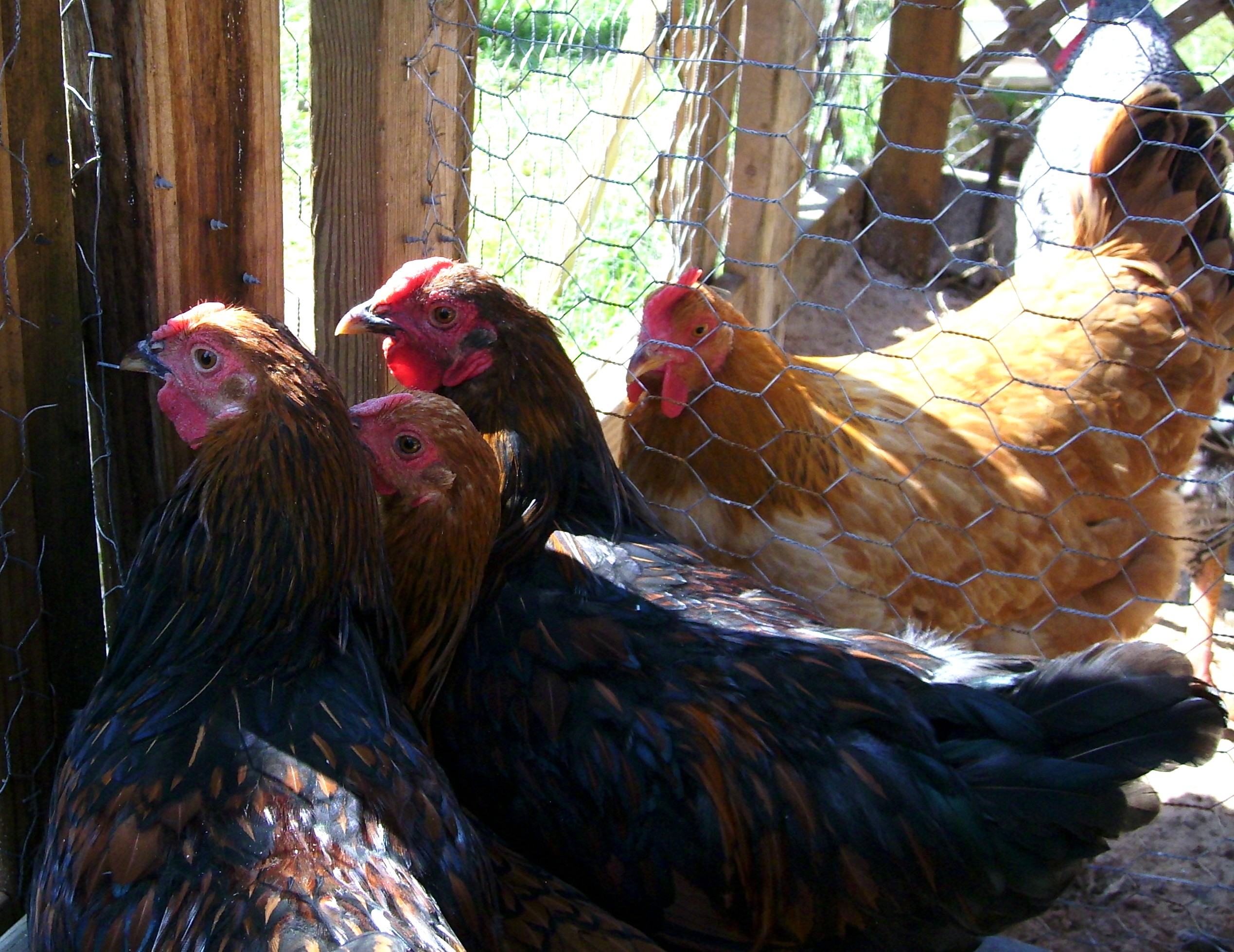 The three of them waiting to get out to free range. Check out Red in the other run looking at them like "what is your problem?"