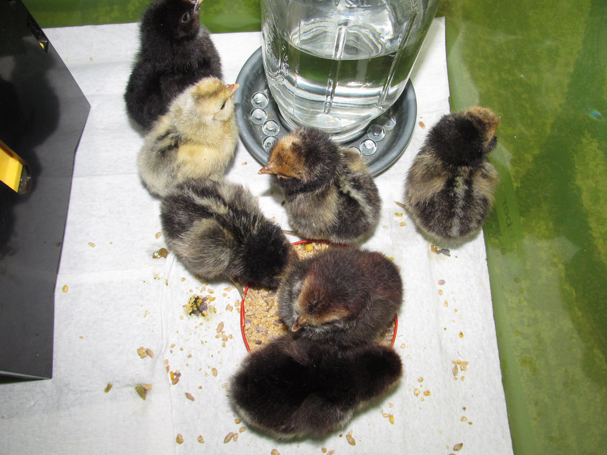 The three striped ones are the pure Brabanters, hours old.