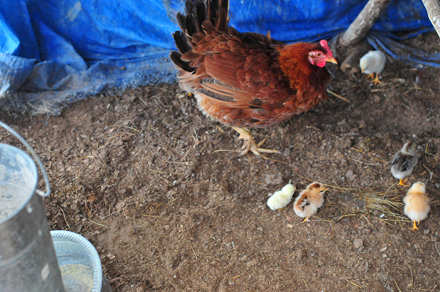 The tiny miracle chick with it's siblings :)