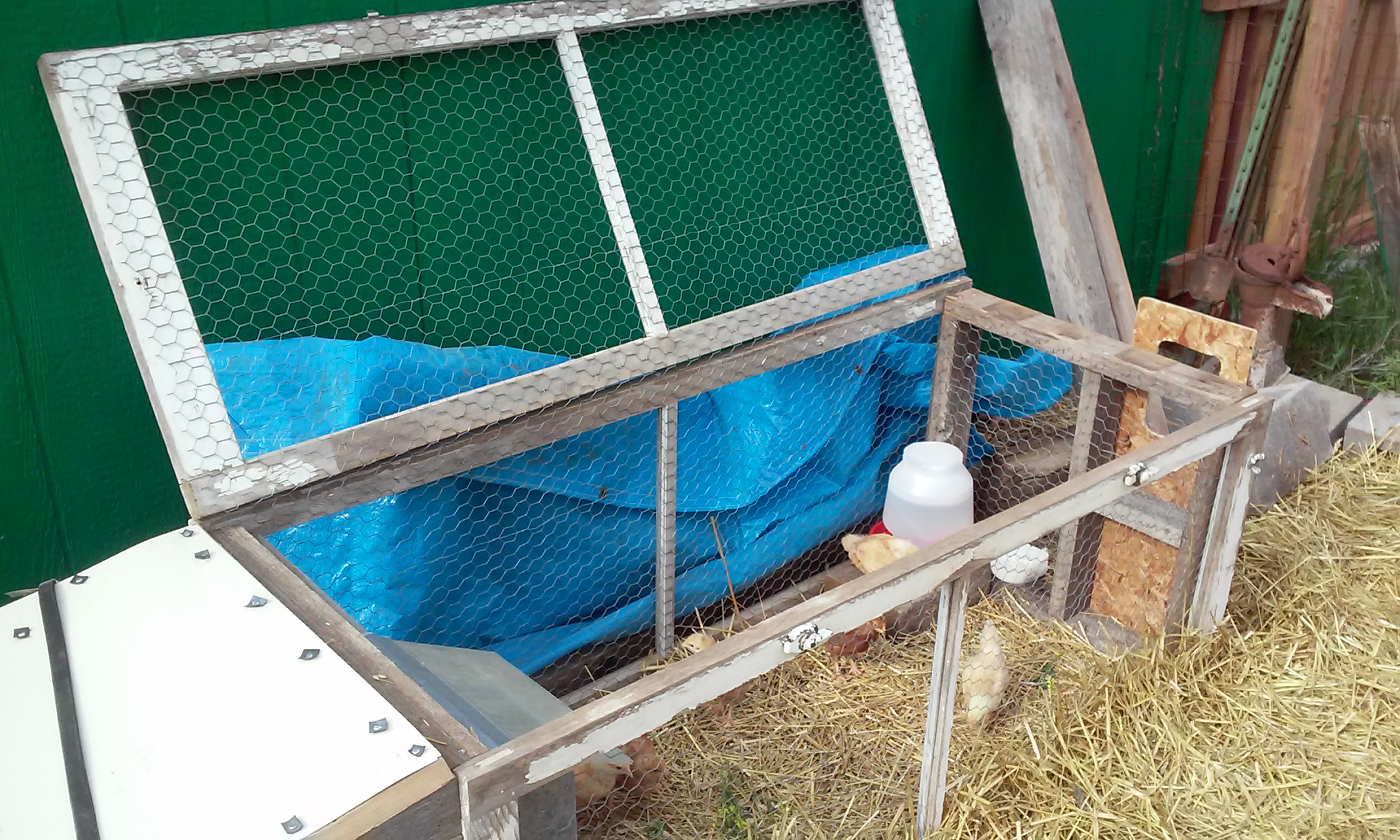 The top folds up to allow access to the chicks. The bottom frame is covered with chicken wire too so the pen is totally enclosed on all 6 sides.  The brooder box lid is just a frame covered with some aluminum flashing and held on with a rubber bungee.  The weather has been bad and the chicks are small so I am covering it all with a tarp when/if it rains.