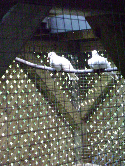 The tower is above them we cut out some of the deck boards