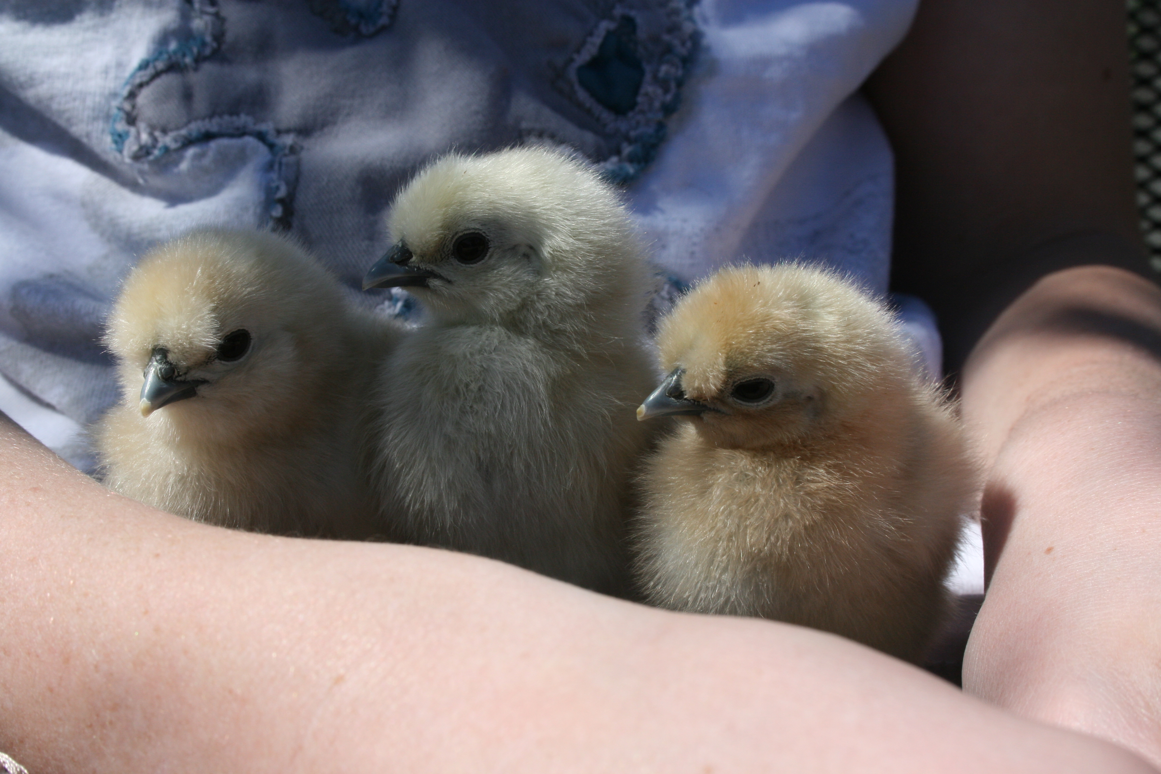 The Triplets