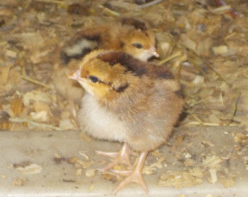 The twin EE.s, before Sunset passed.