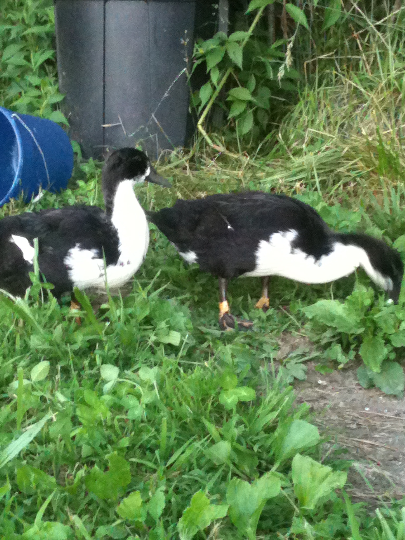 The "twins" AKA "KY Penguins"