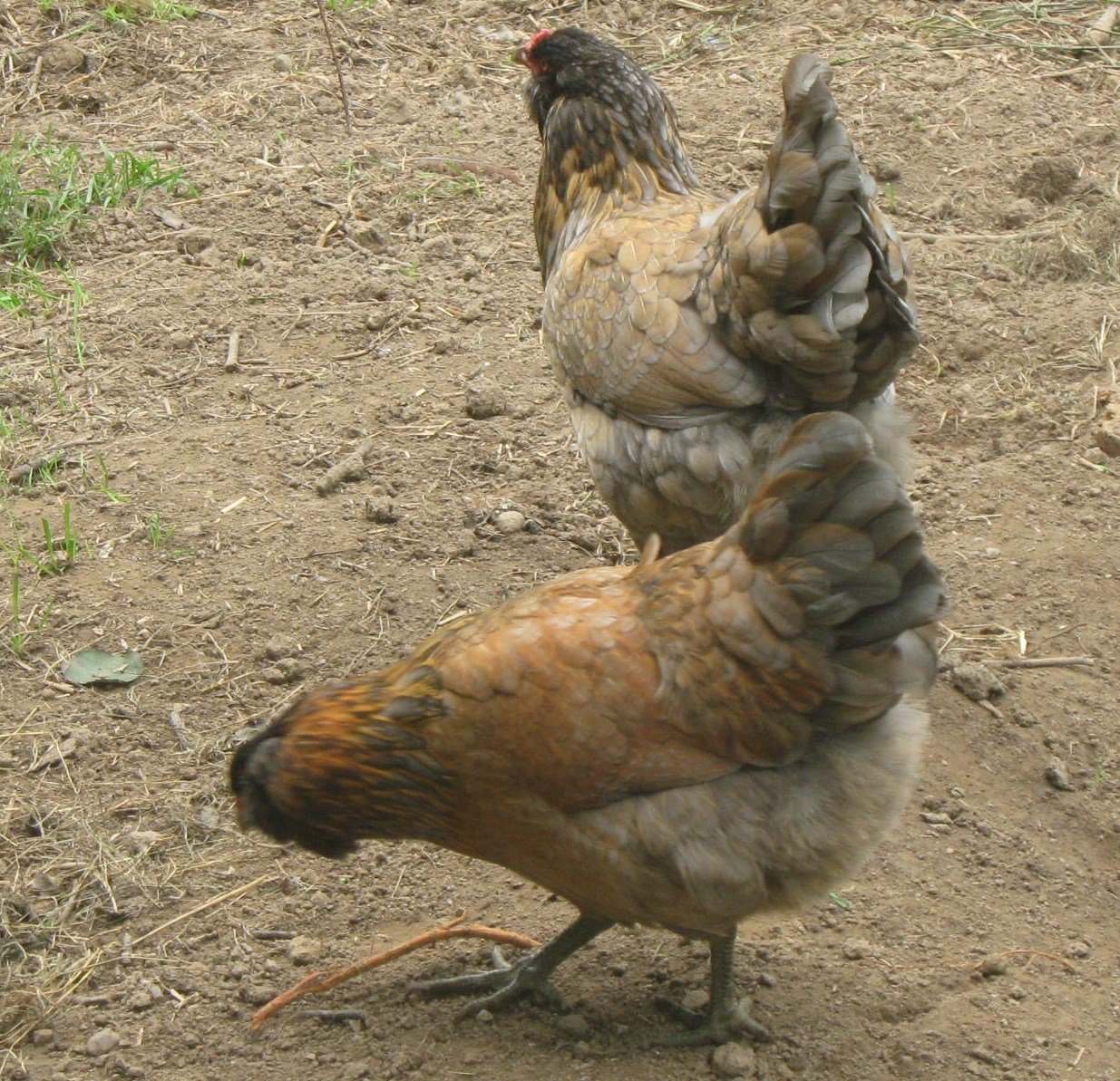 The twins...also known as Dorthy and Sophie.